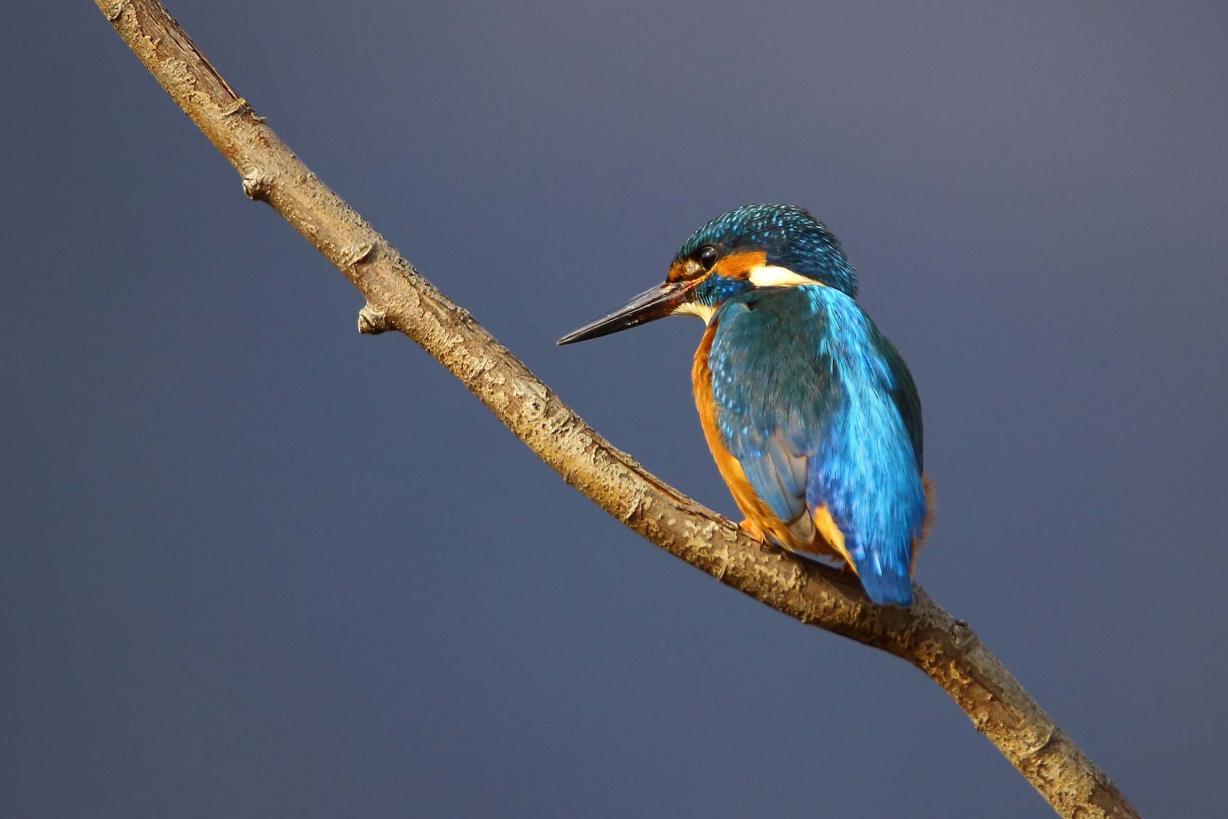 Martin pescatore in attesa