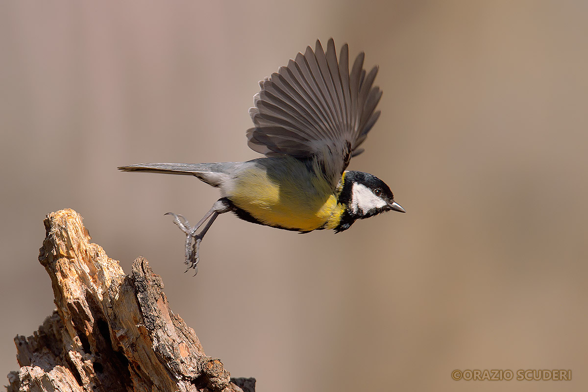 Parus major