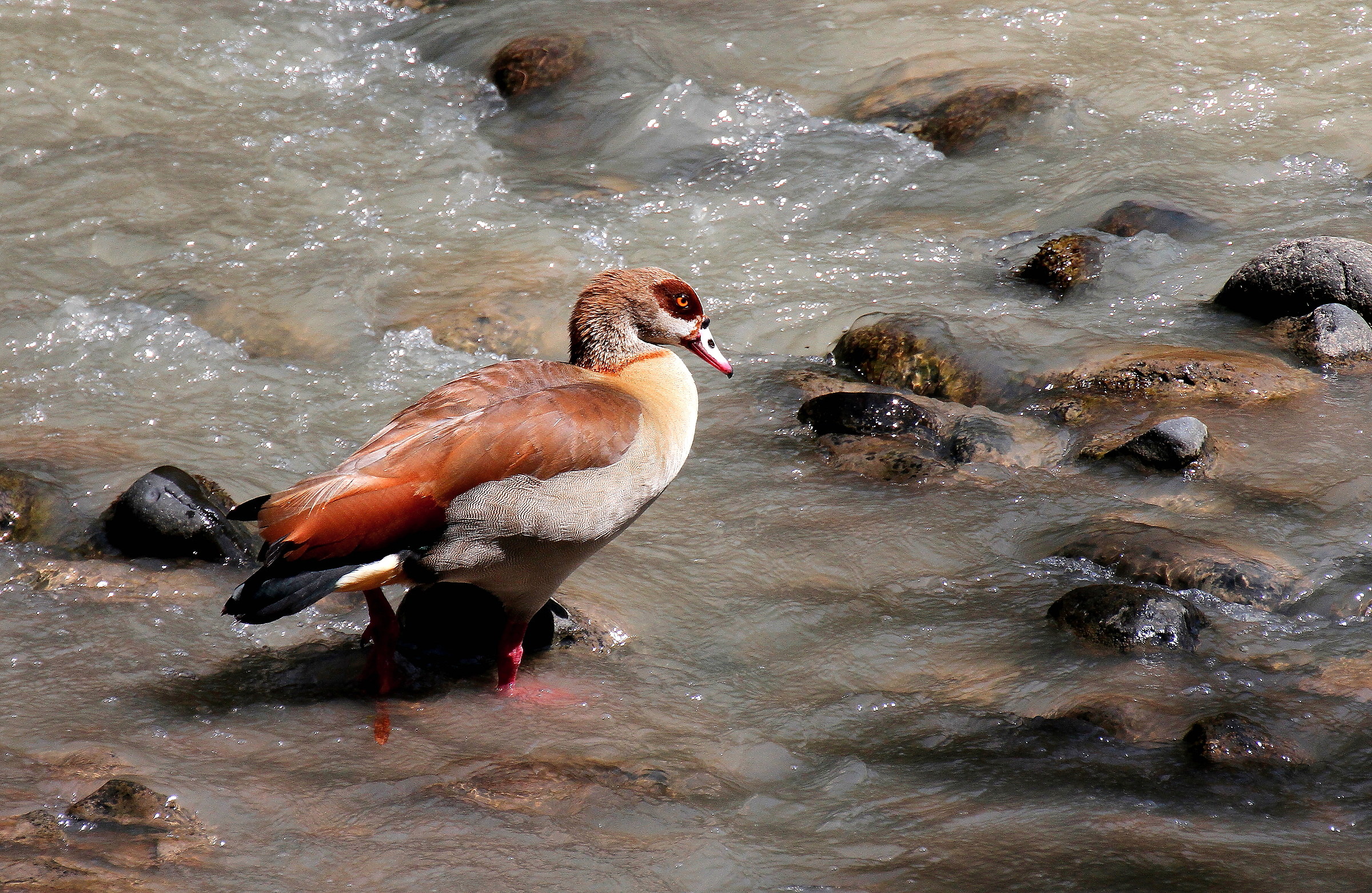 Egyptian goose