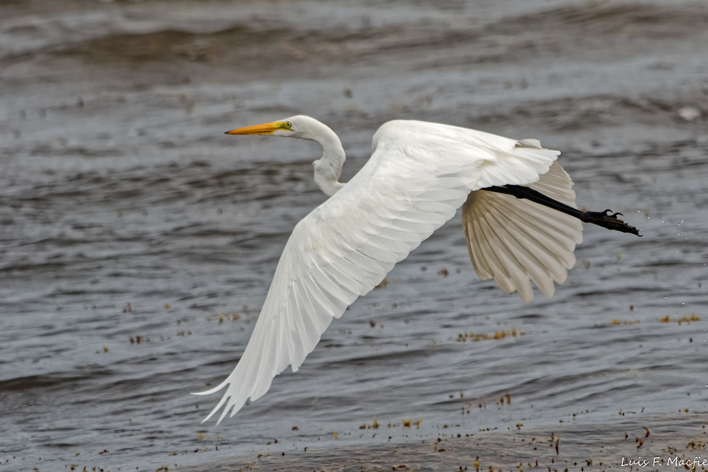 Airone bianco maggiore