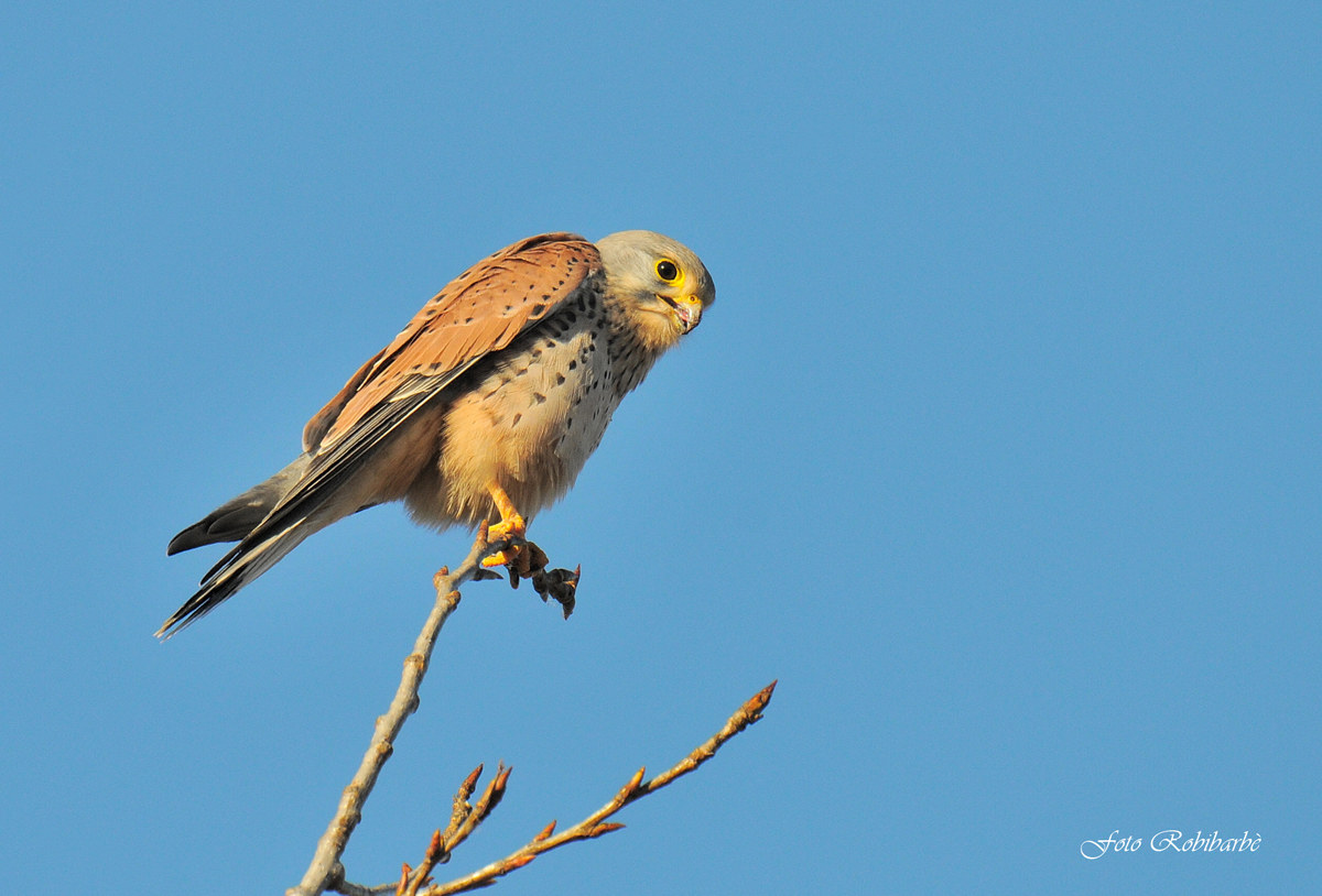 Kestrel...
