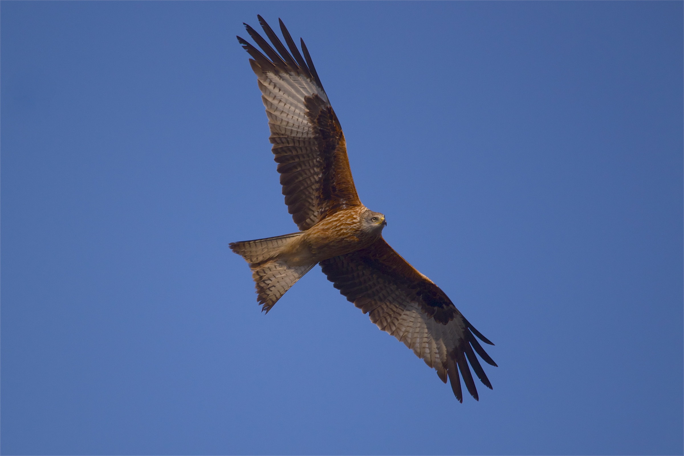 young Red Kite