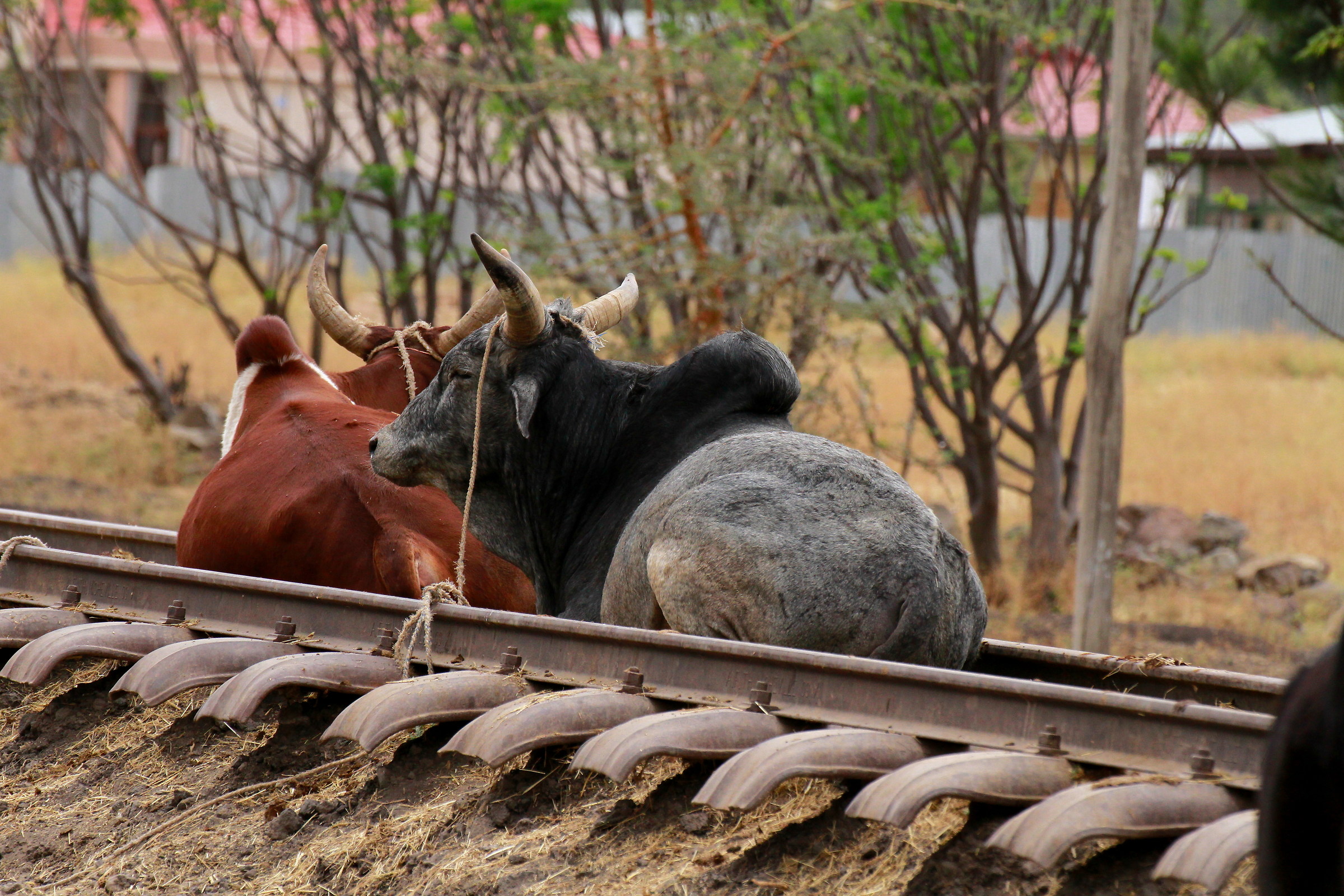 rails .... alternative use