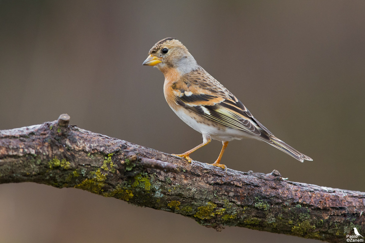Brambling