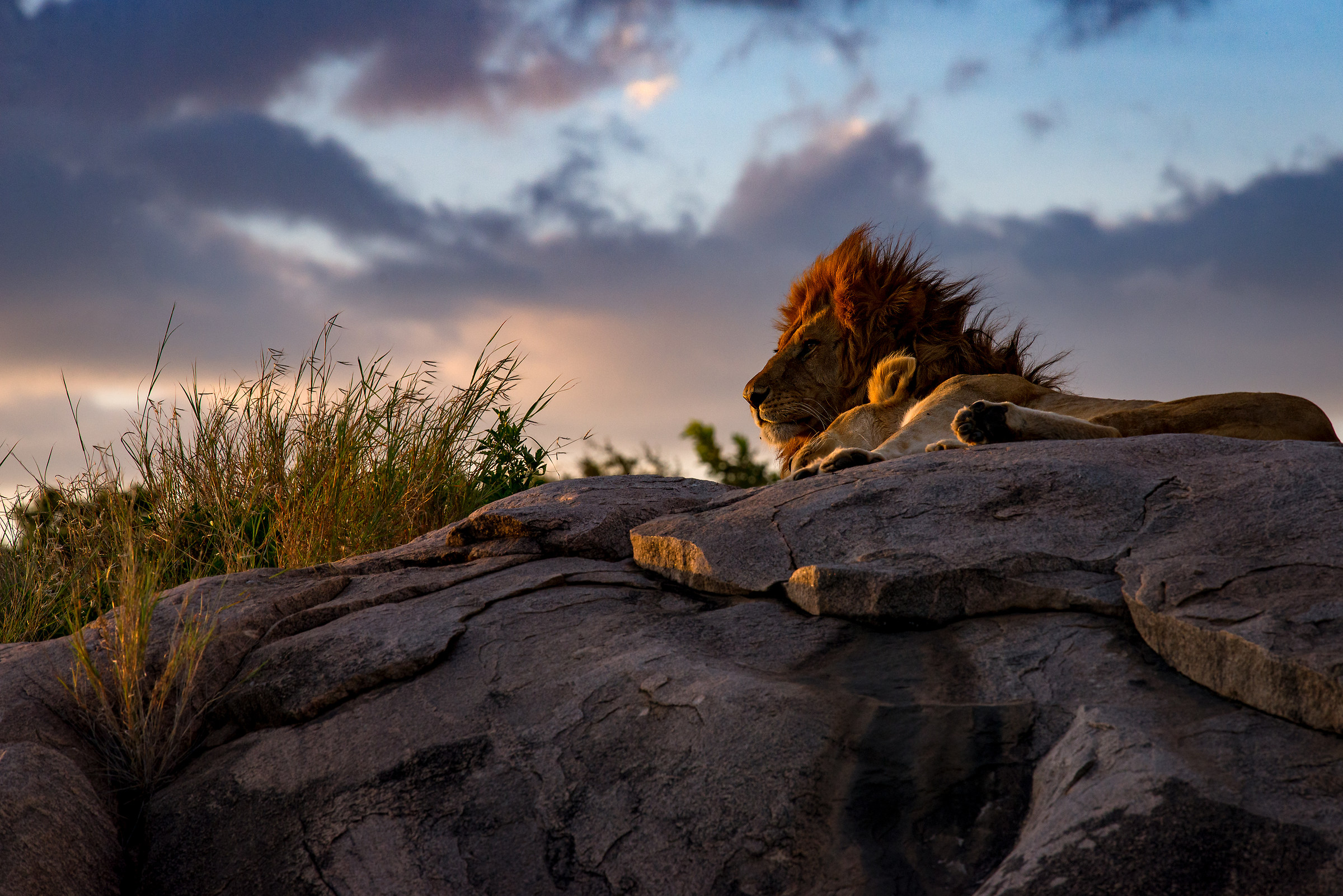 Lions at sunset