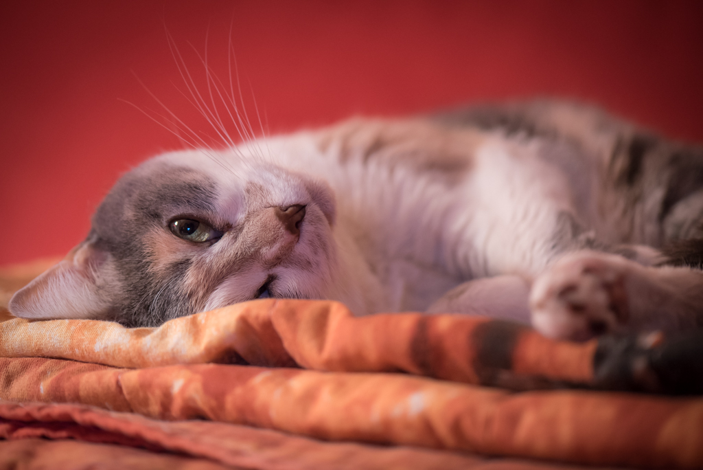 Buon viaggio Titti......