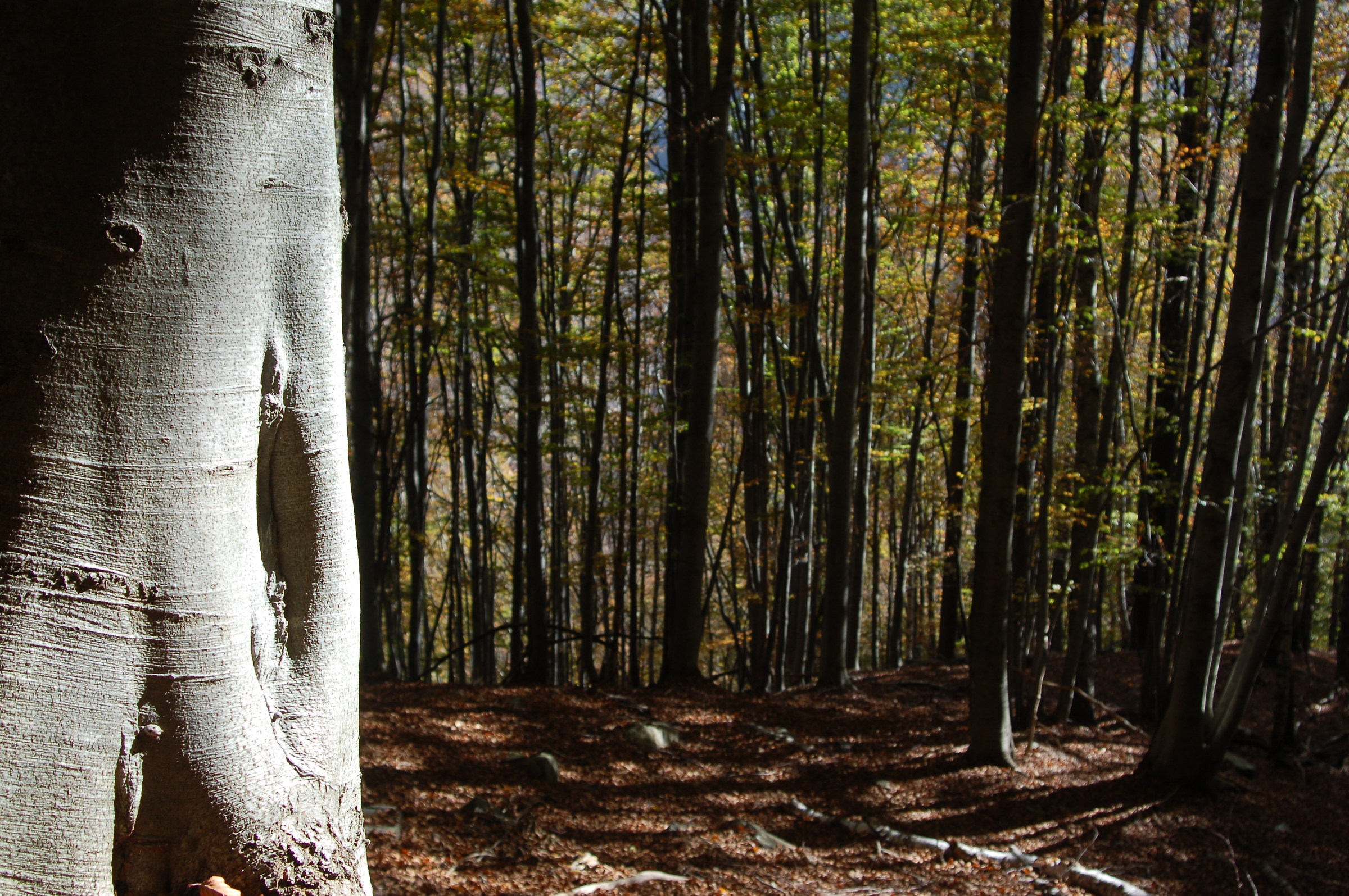 Beech as there are so many