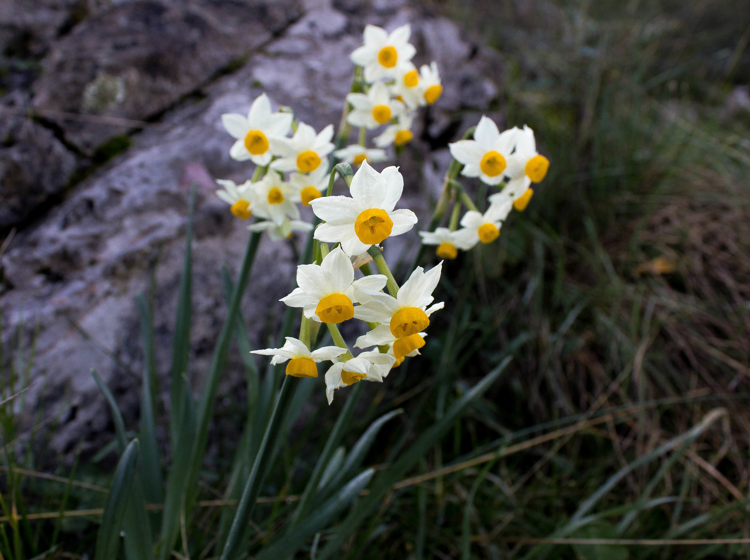 daffodils