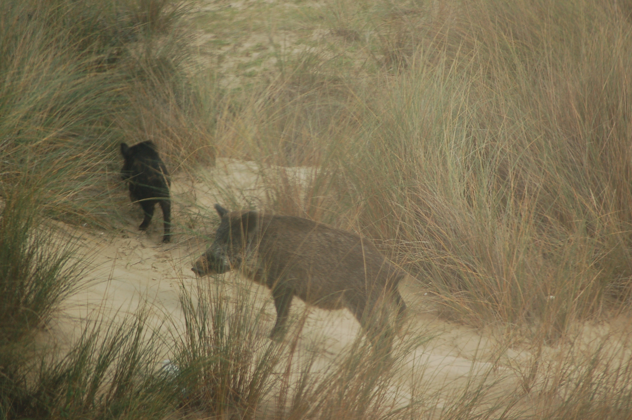 Wild boar a la playa