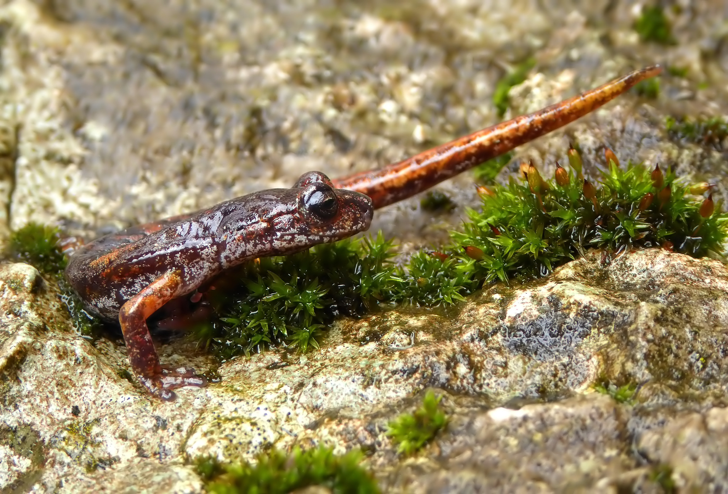 Italian cave salamander
