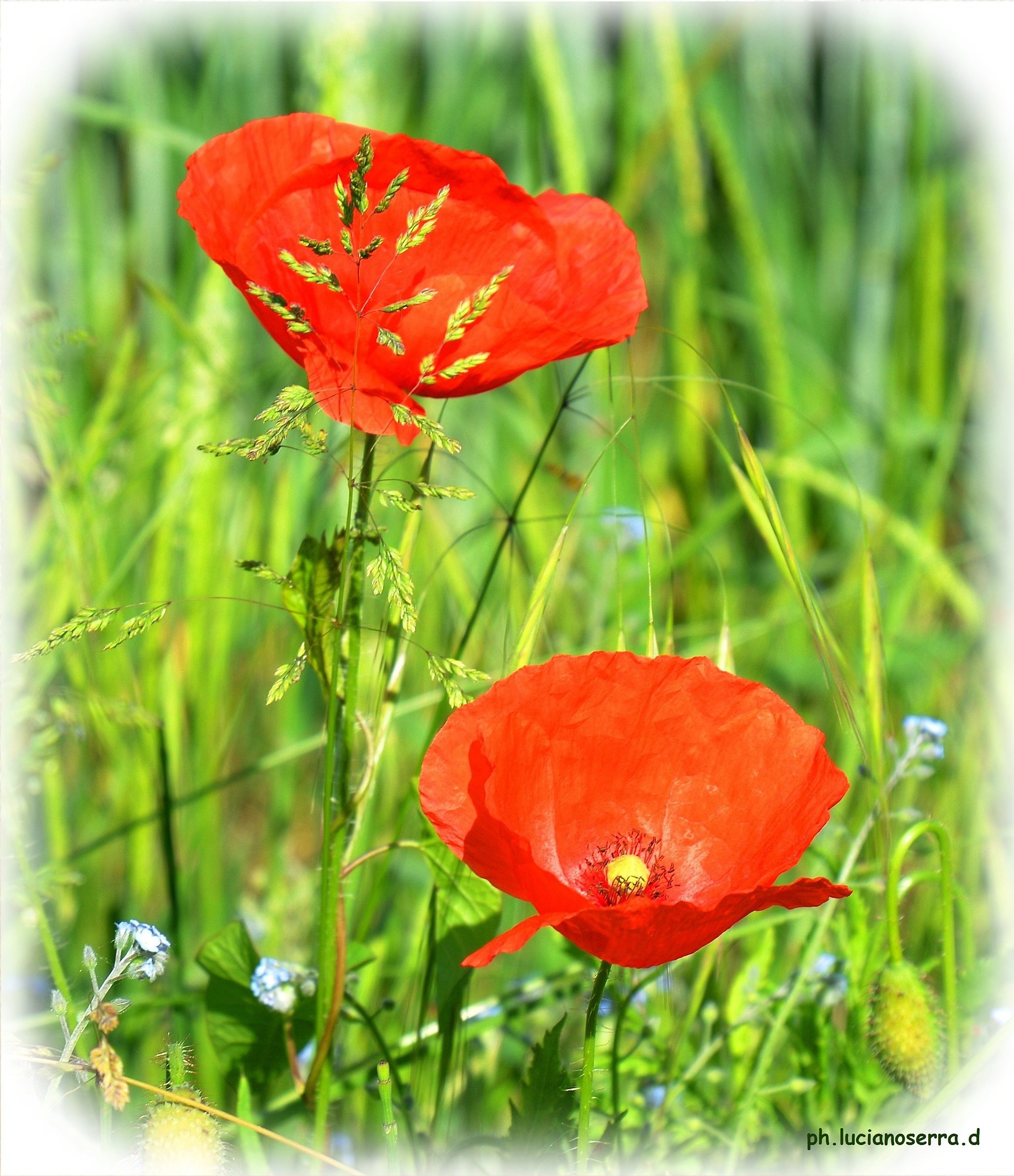 poppies