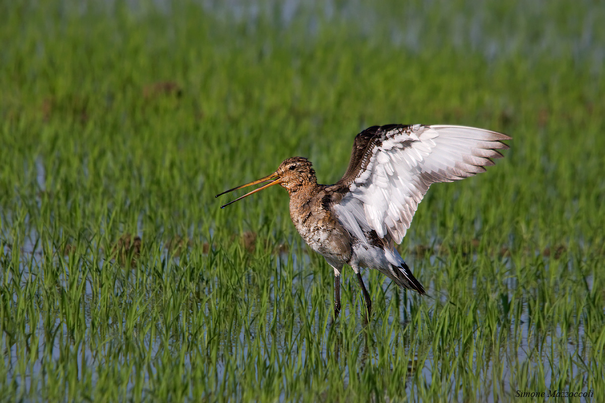 Black-tailed Godwit