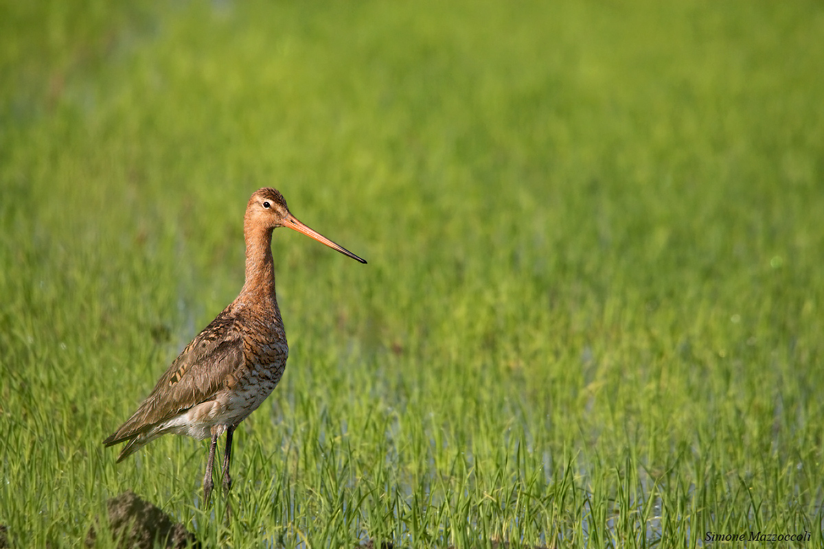 Black-tailed Godwit