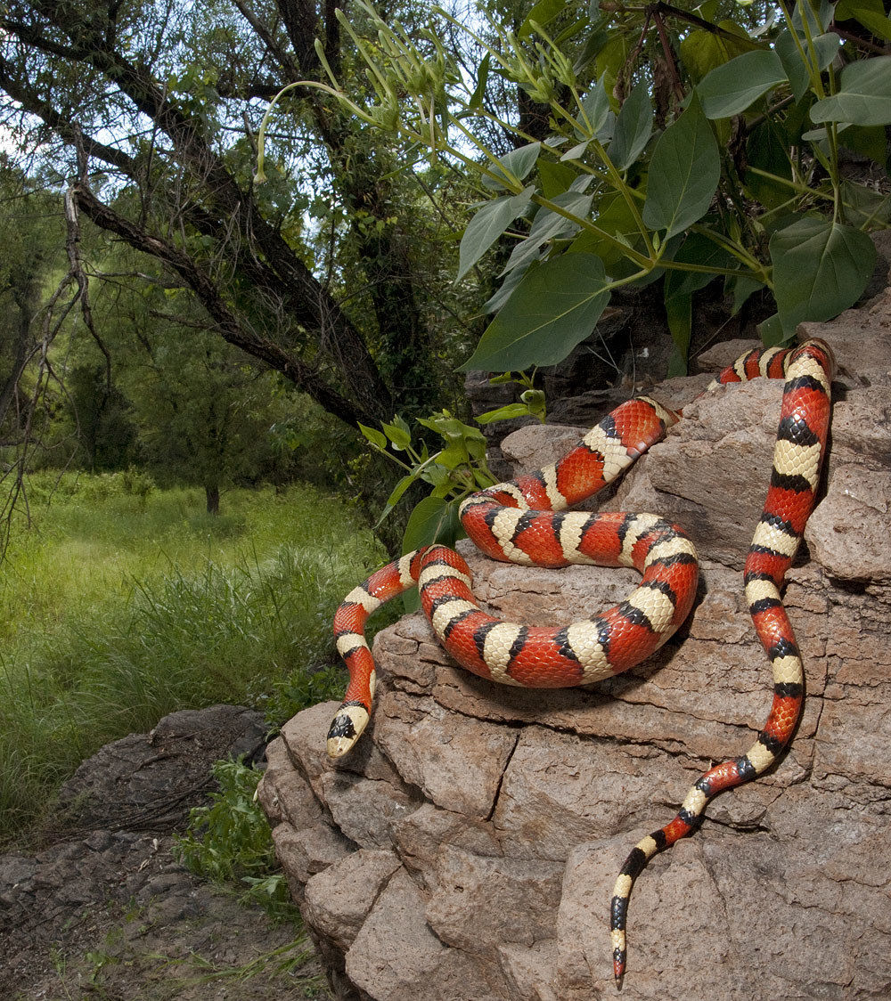 Lampropeltis pyromelana - Arizona