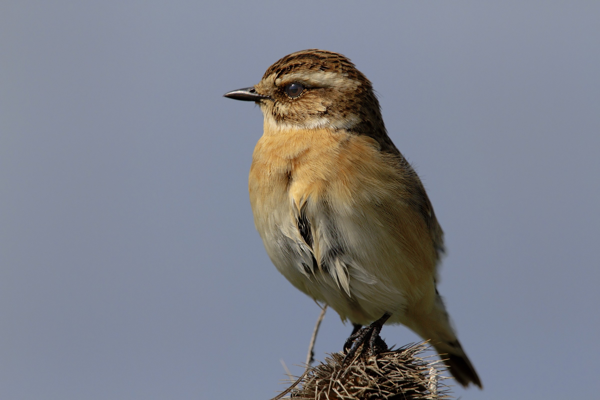 Whinchat