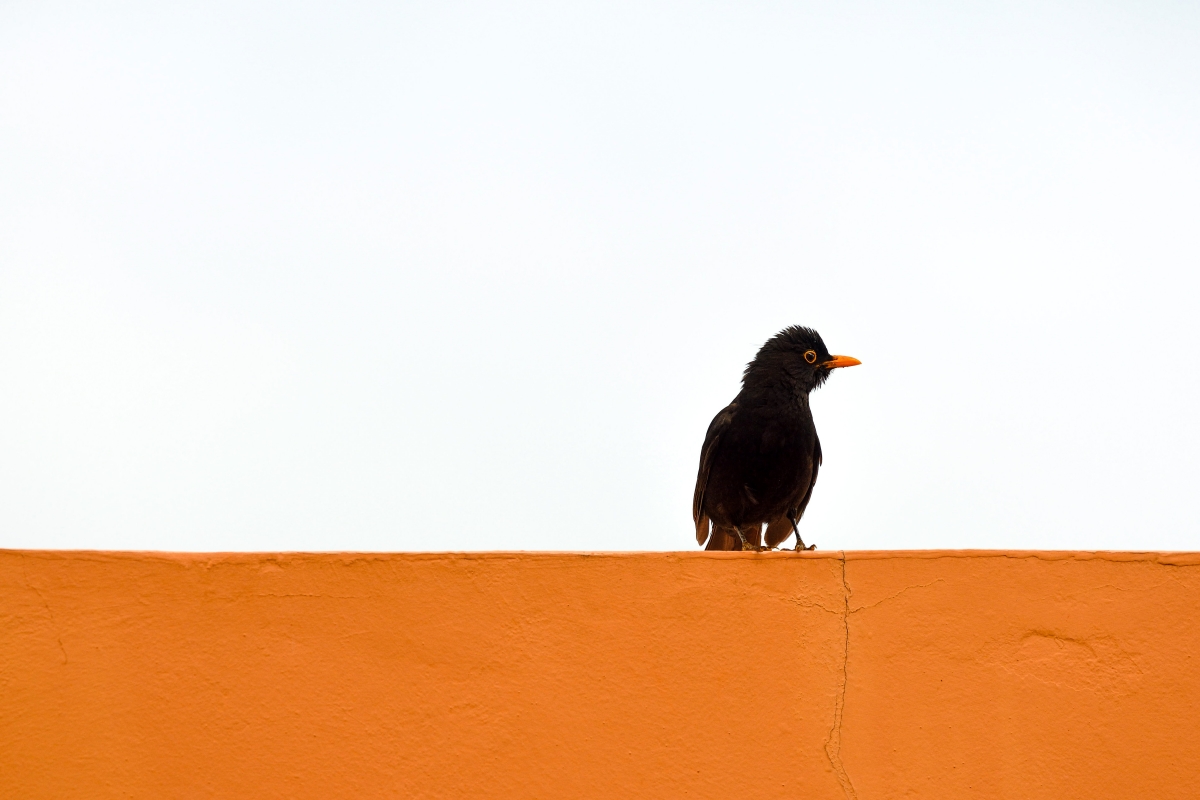 sorpreso....................ma con becco in tinta......