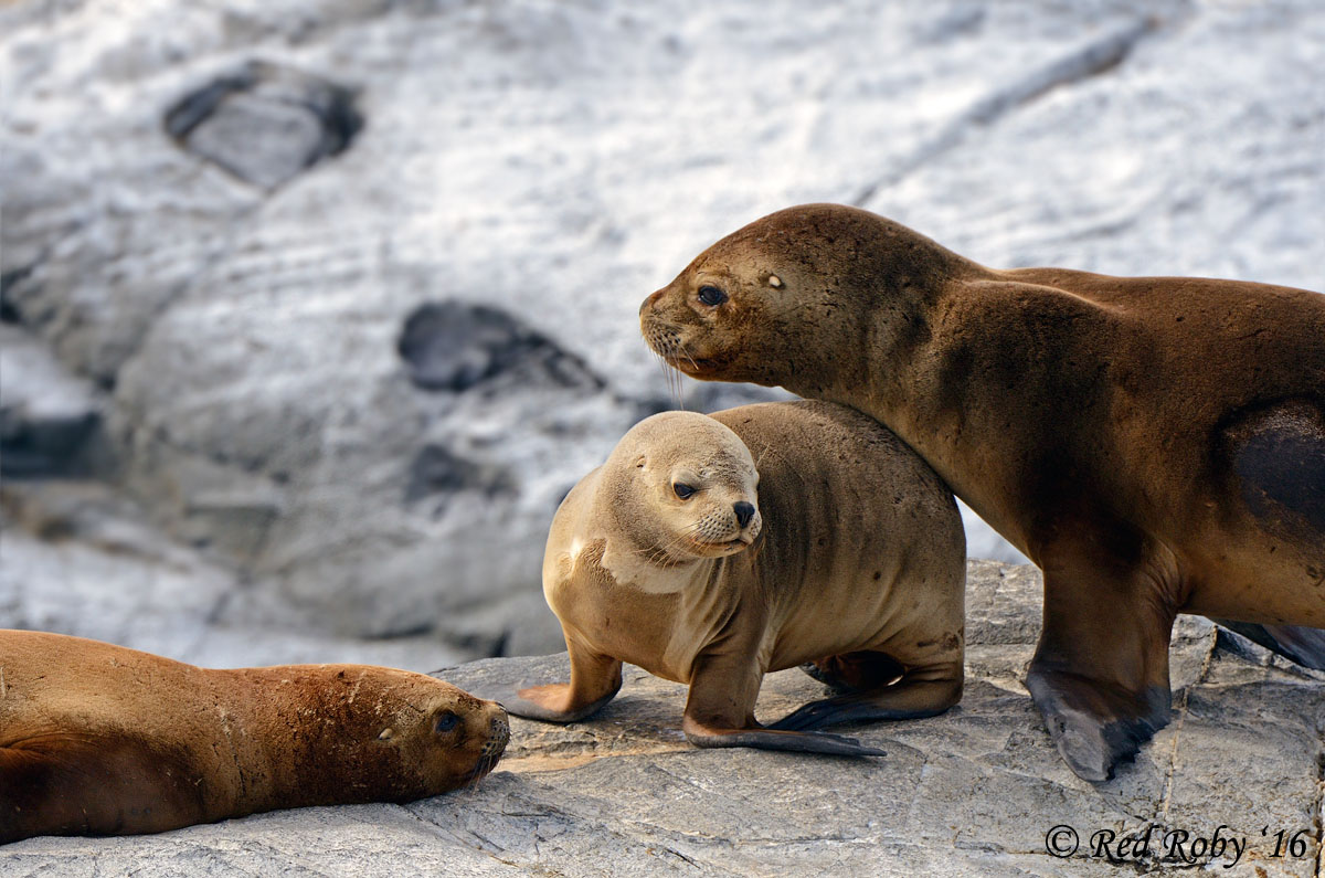 Sea lions - Beagle Channel - Ushuaia