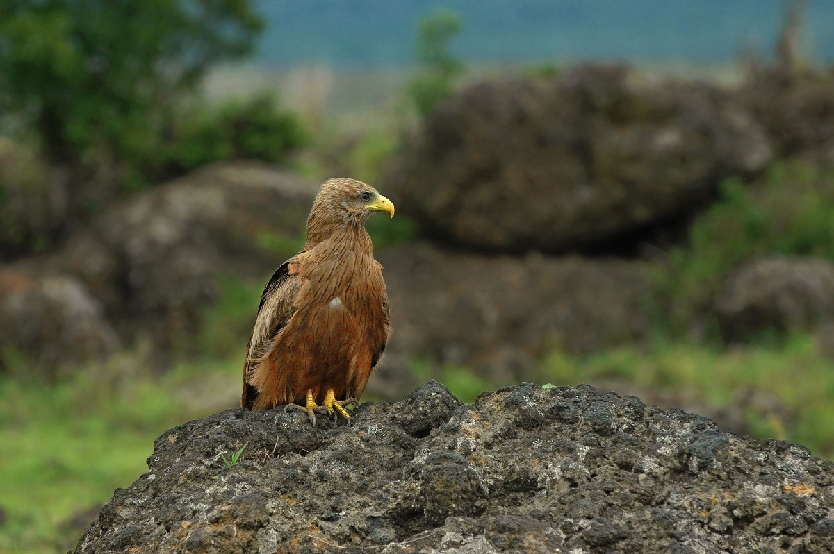 The kite on the rock
