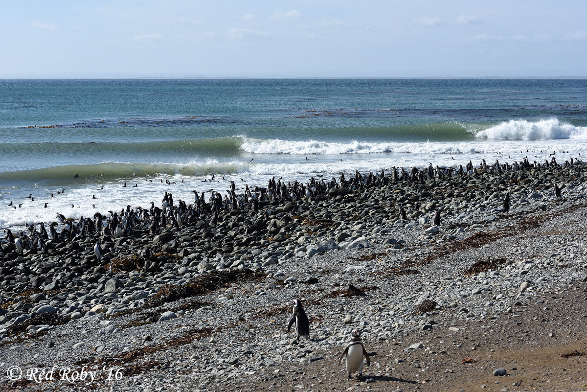 Pinguini di Magellano