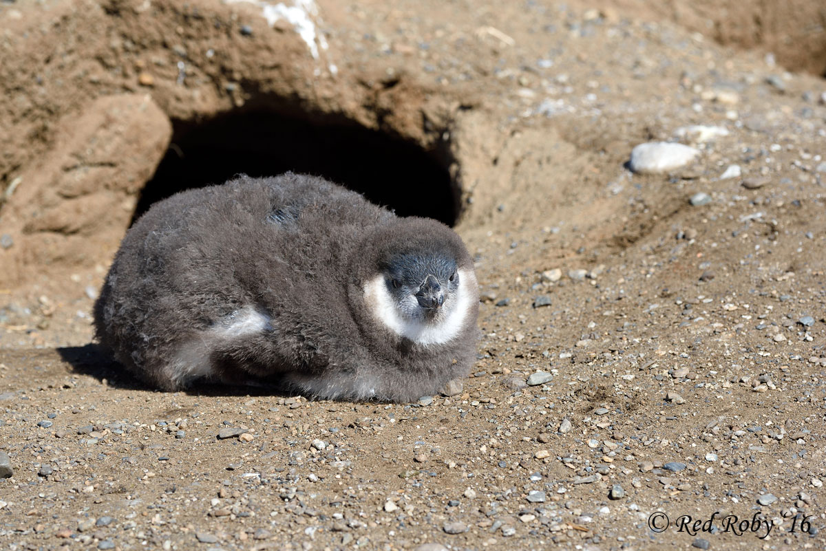 Cucciolo di Pinguino
