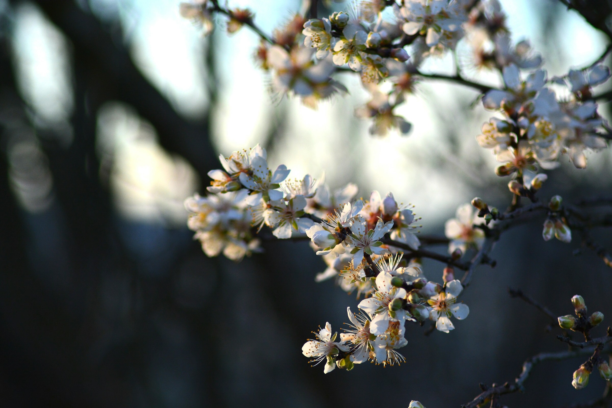 Flowers in the sun in February