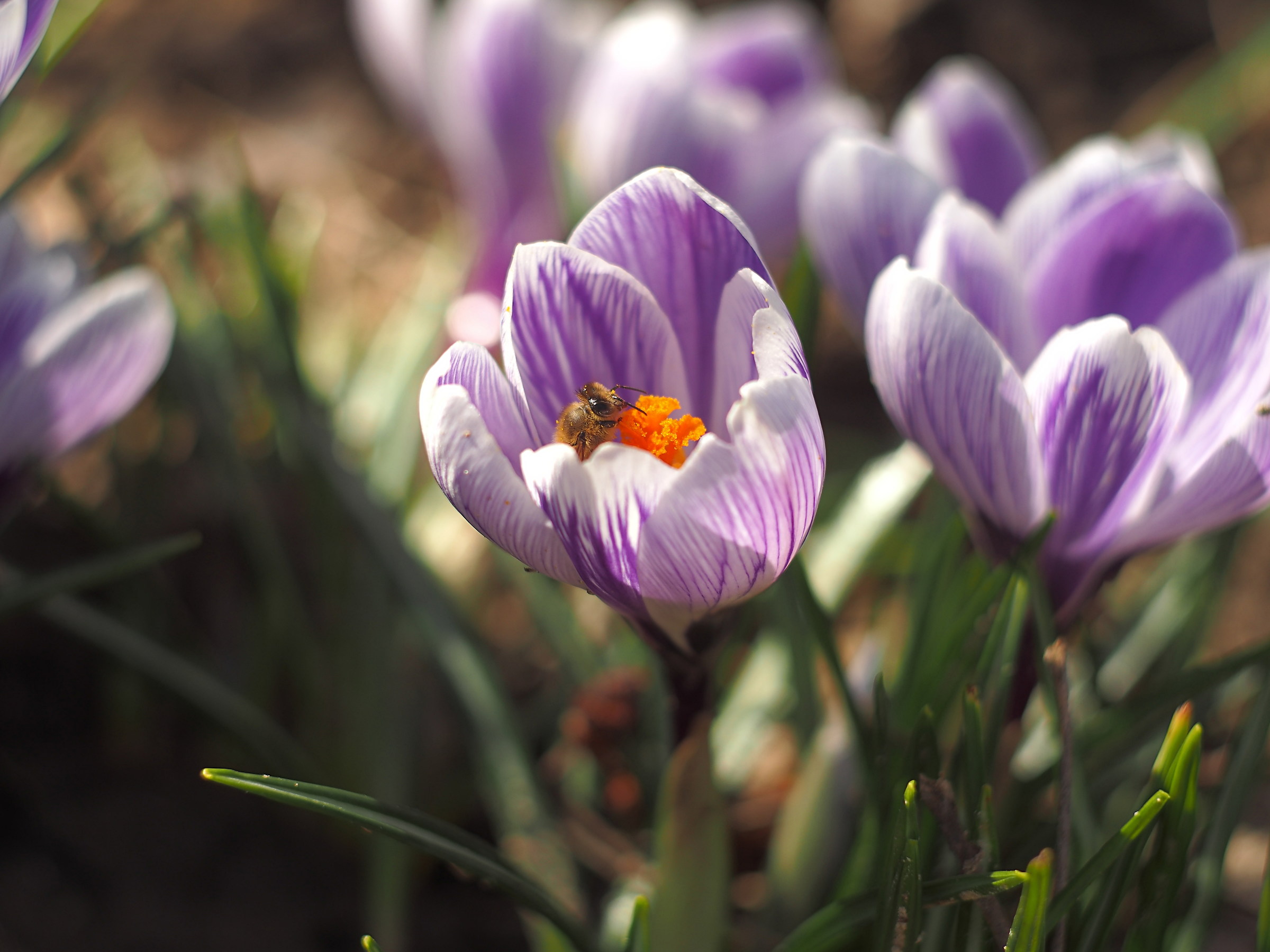 Bee on crocus petaloso