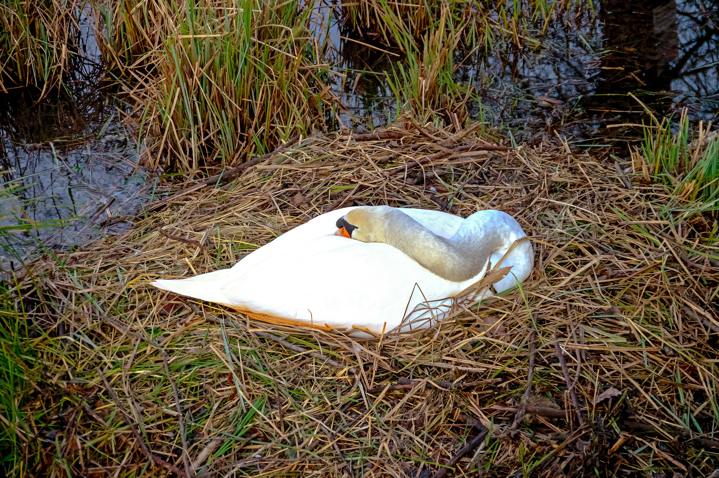 Swan hatching, March 7, 2016