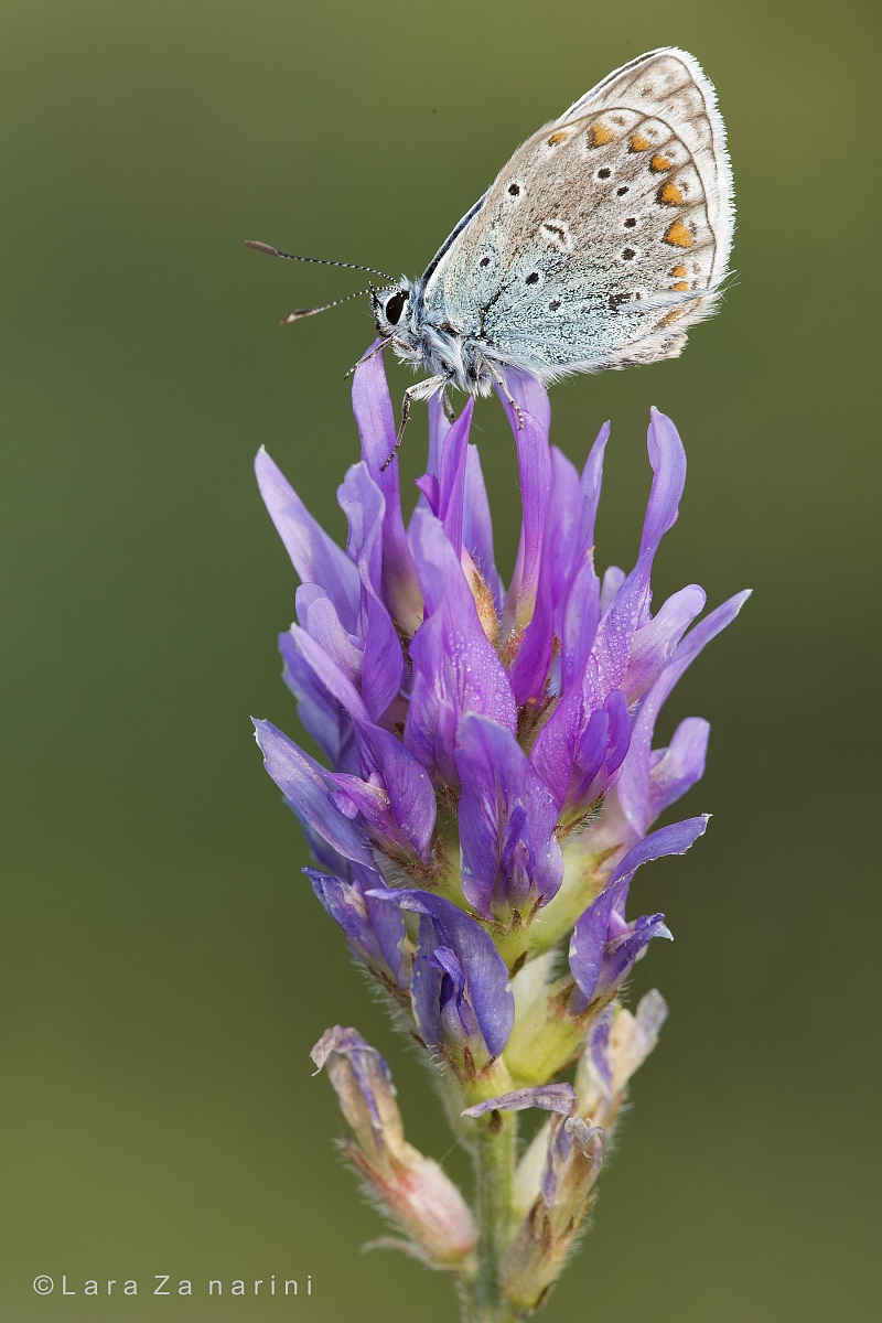 Butterfly on flower