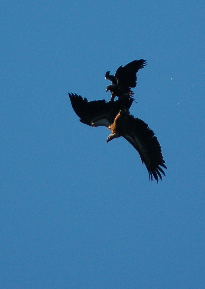 Aquila imperiale spagnola e grifone