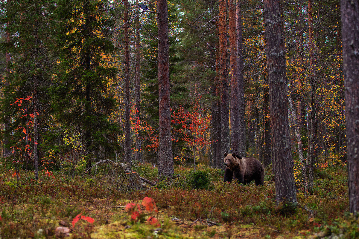 Boreal Forest Habitat