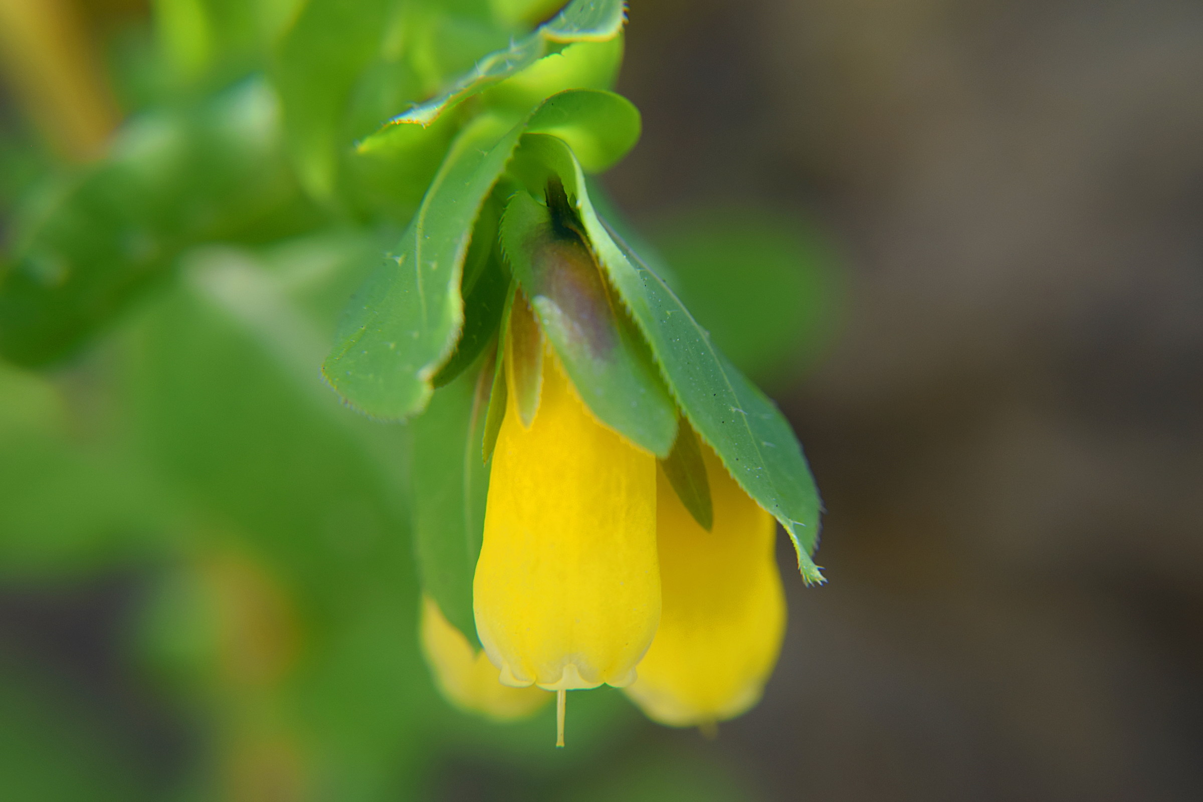 Fiore da ciglio di strada
