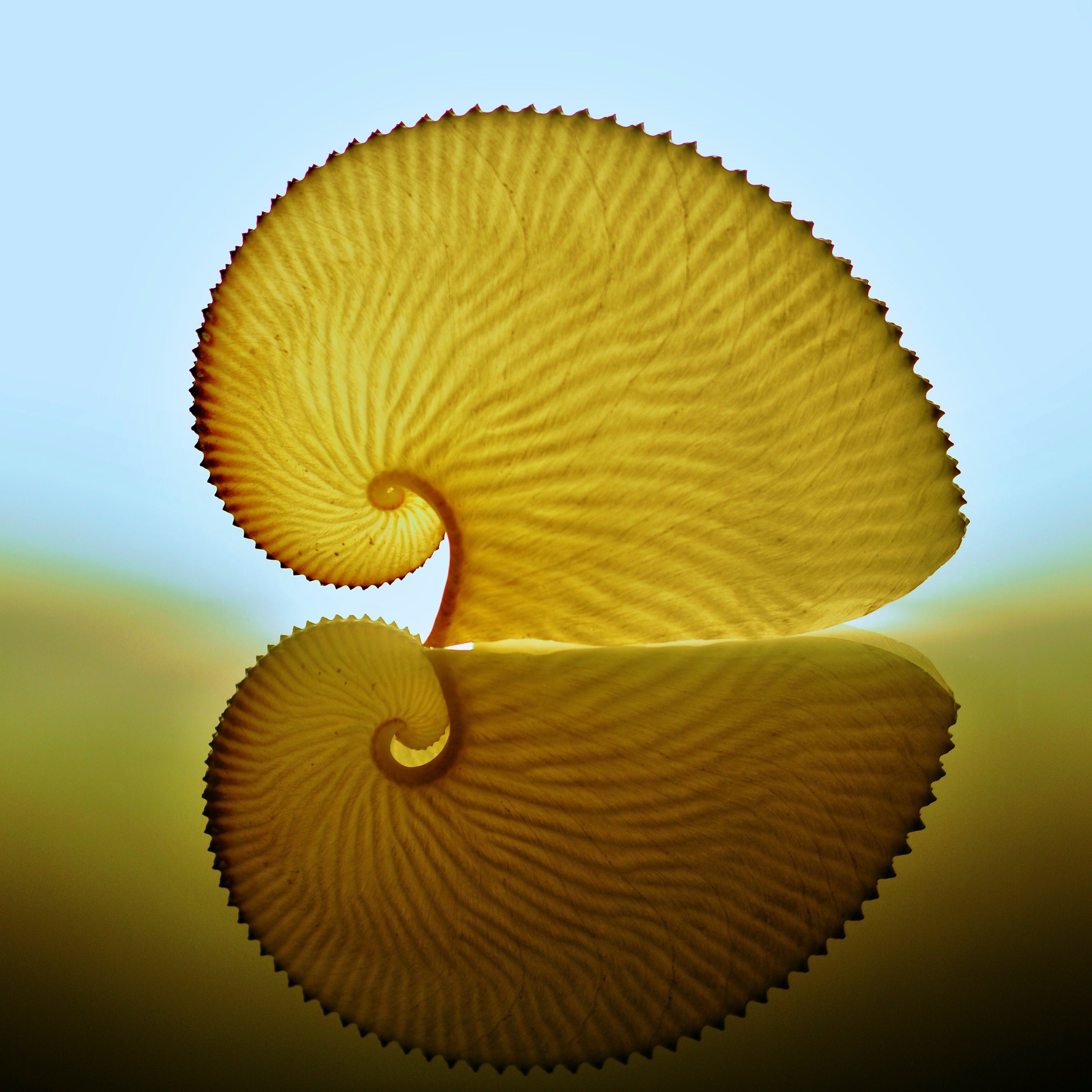 Argonauta Argo (riflesso)