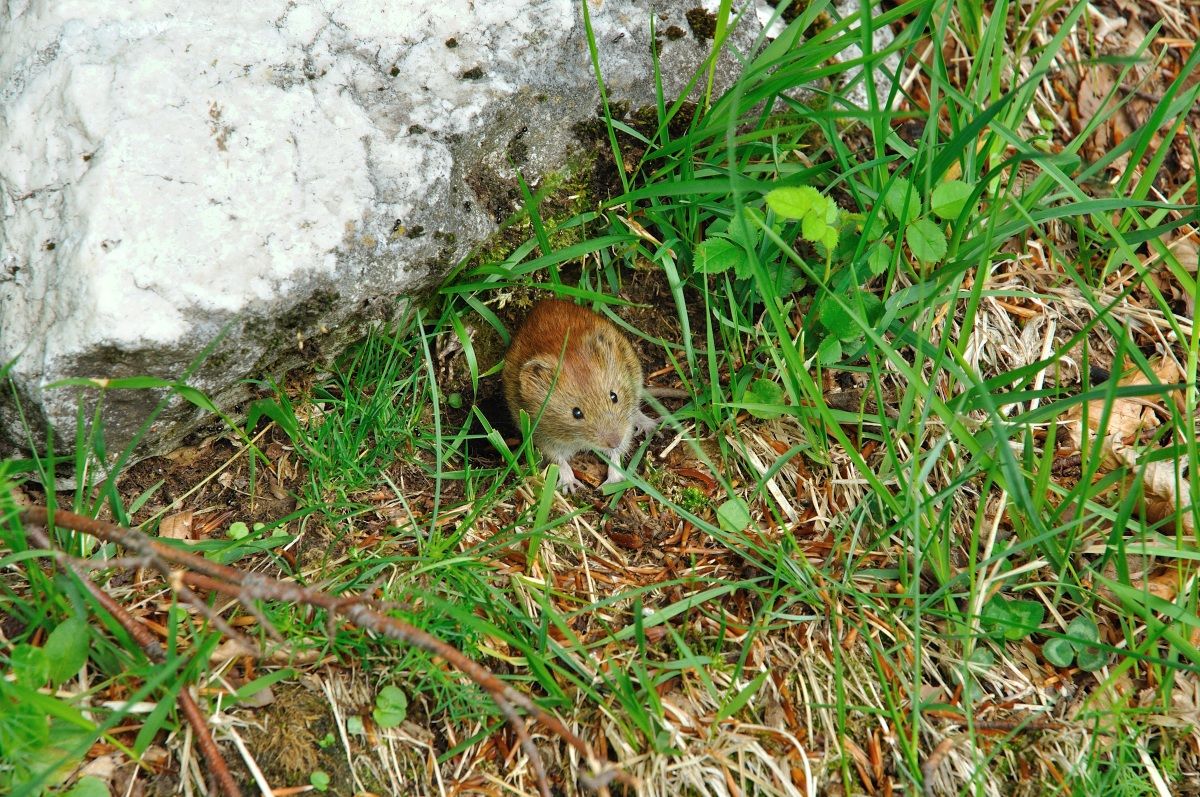 Reddish vole