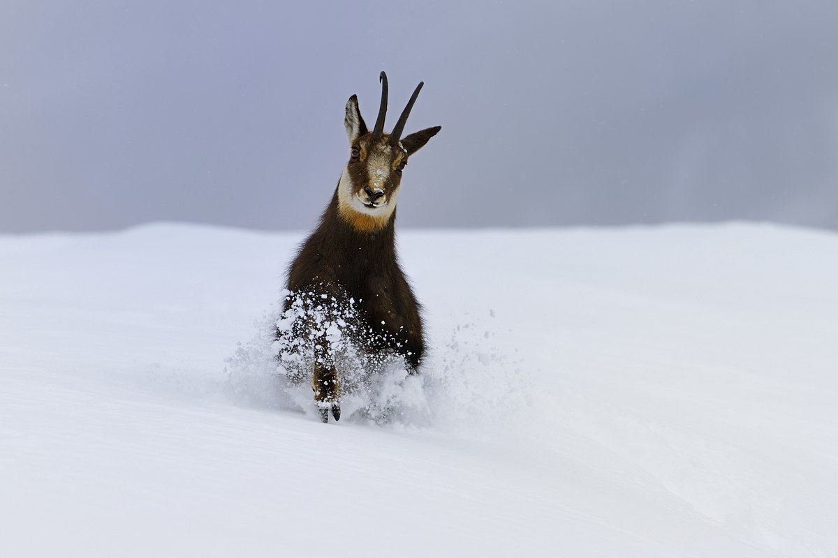 Chamois