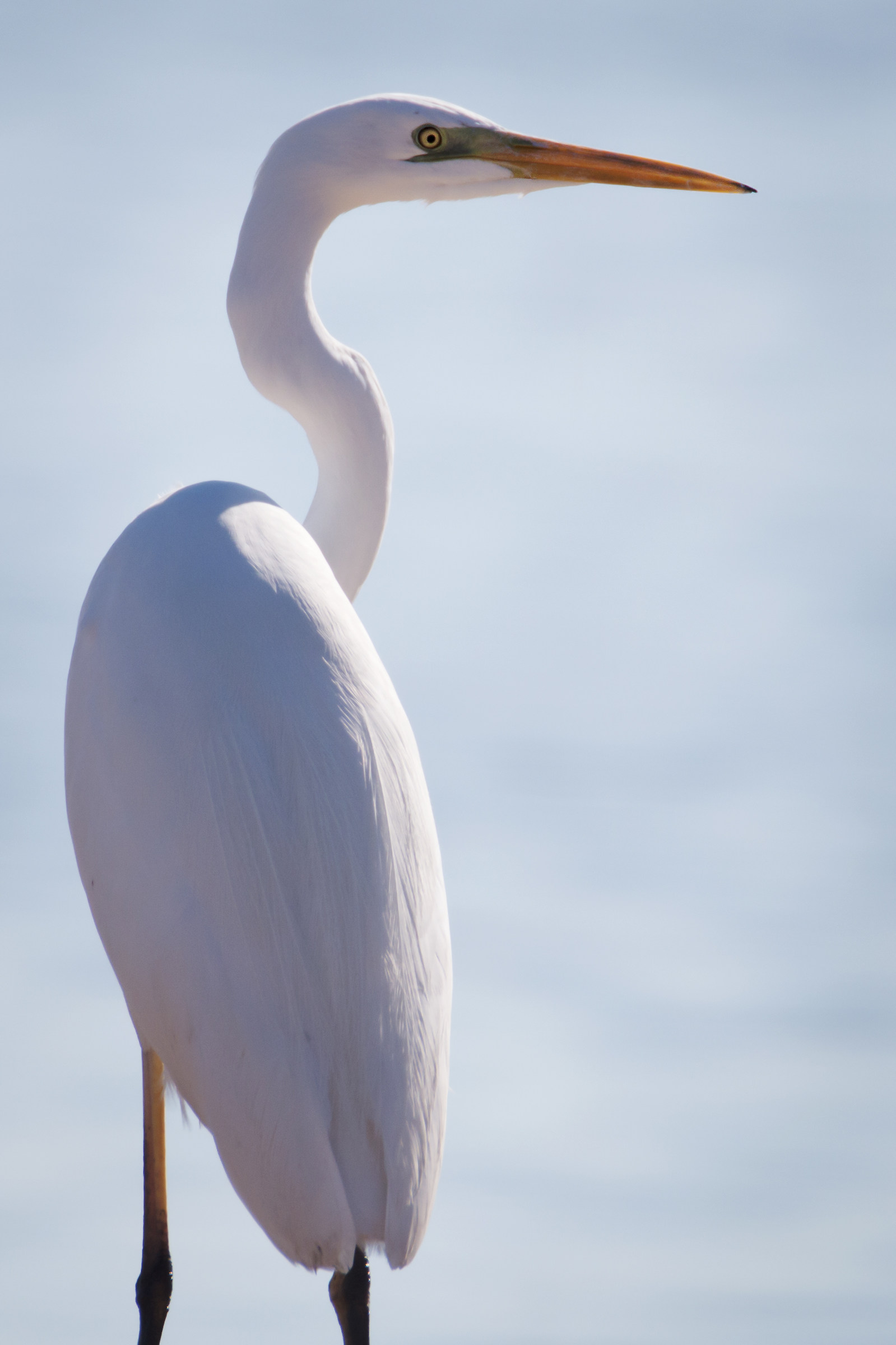 Airone Bianco in Controluce