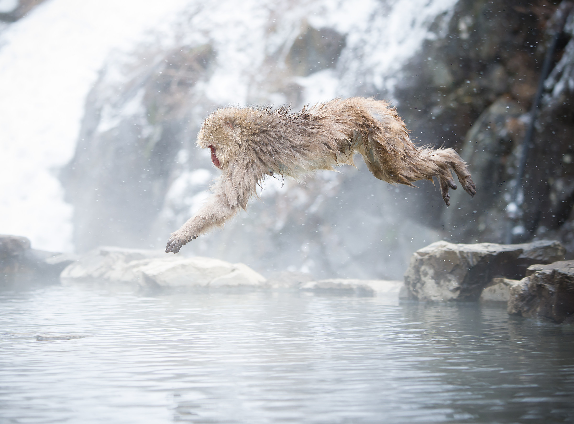 diving monkey