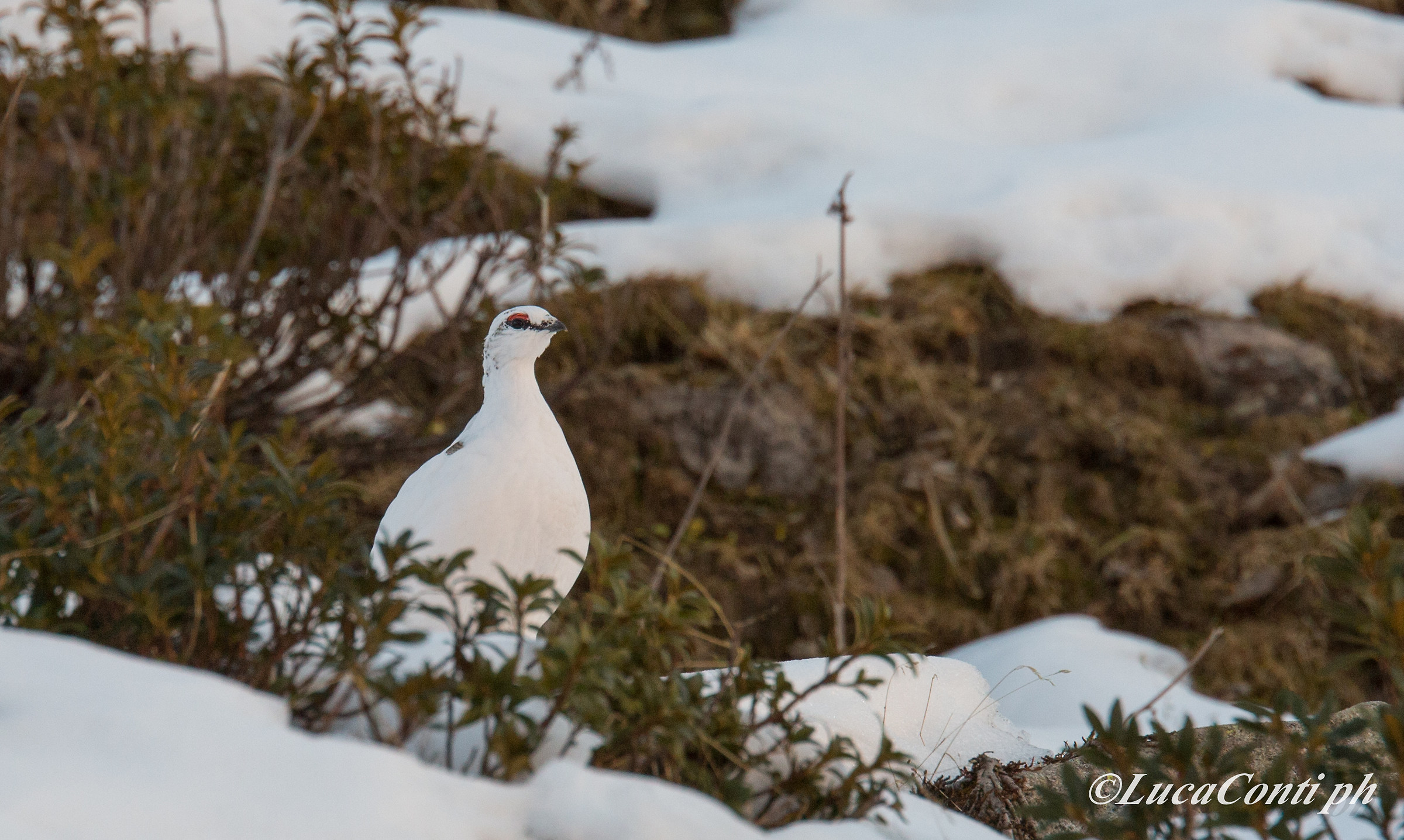 pernici bianche in Valsassina