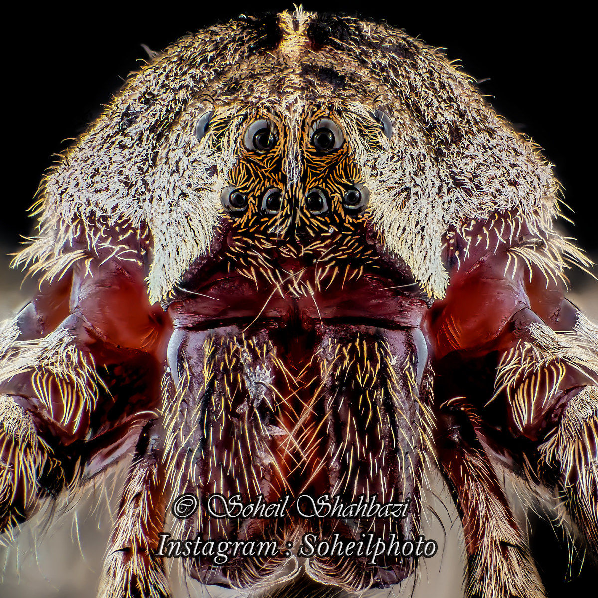 The Wolf Spider