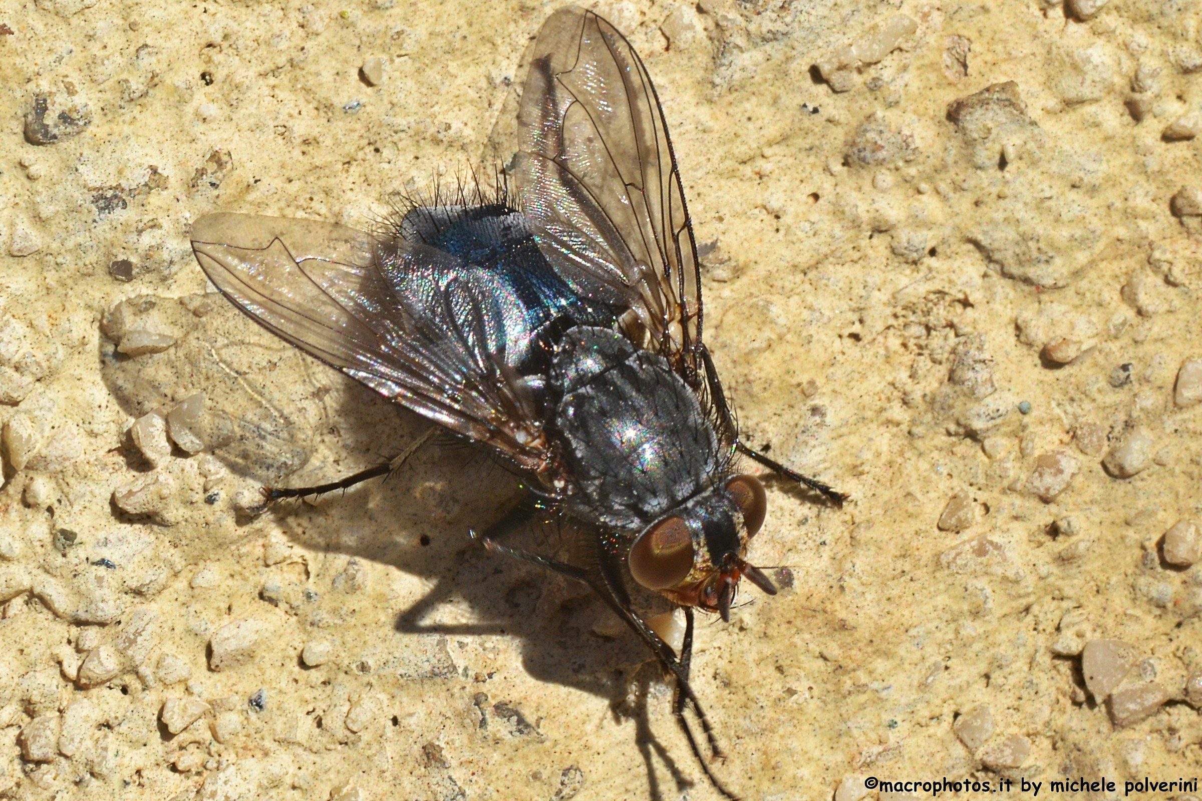 Calliphora vomitoria