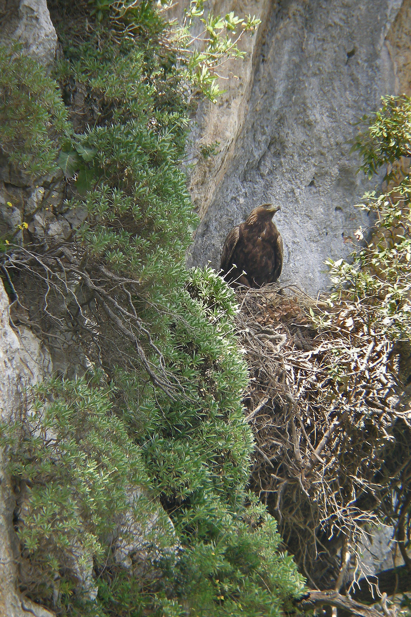 Aquila reale al nido in digiscoping