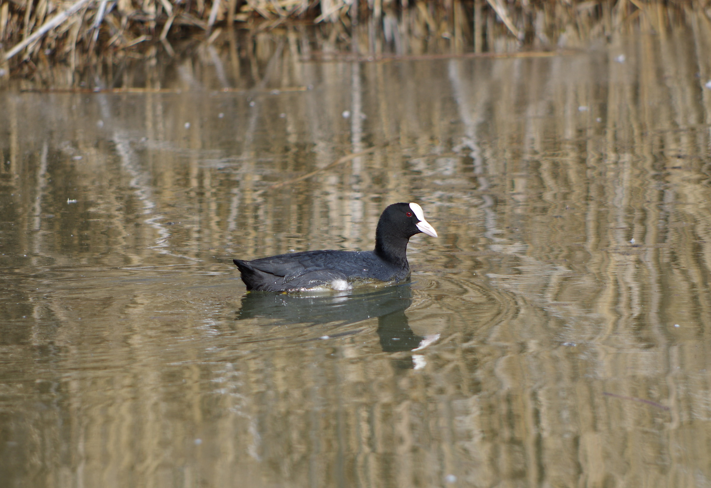moorhen