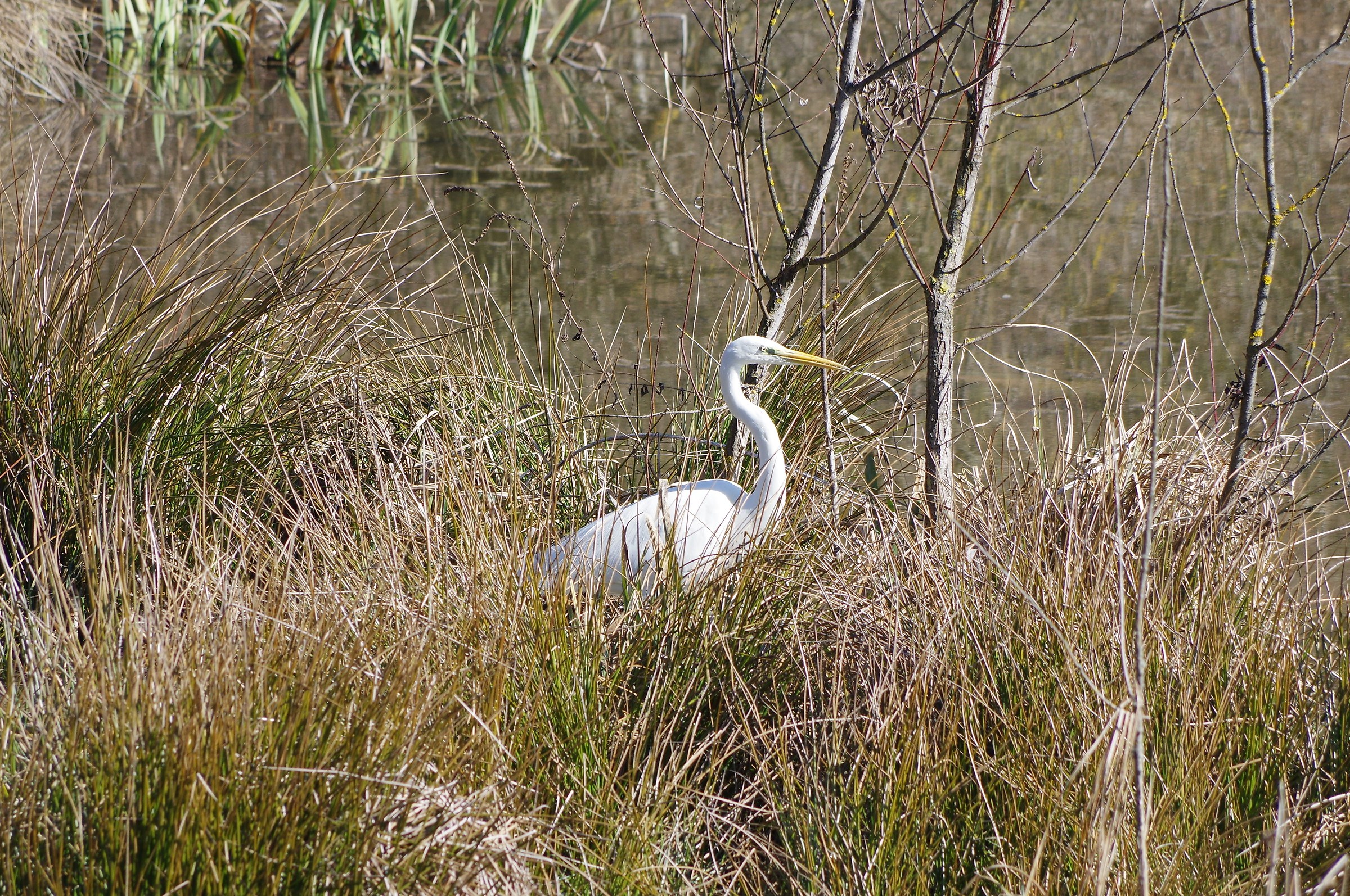 white heron