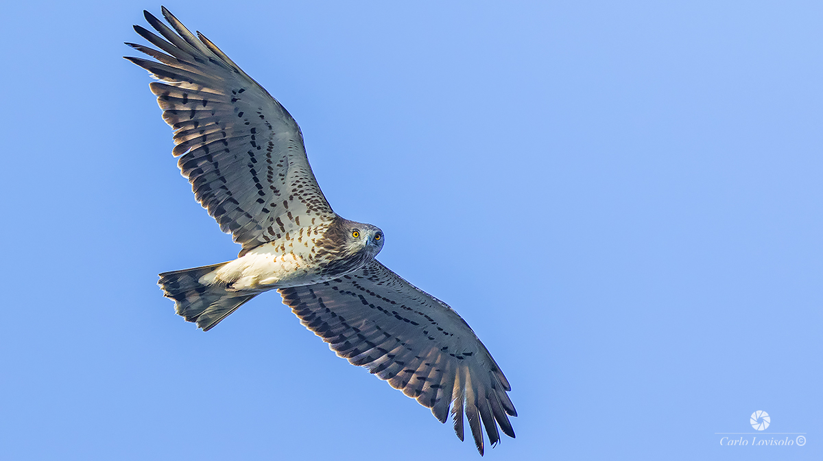 Biancone in migratory flight