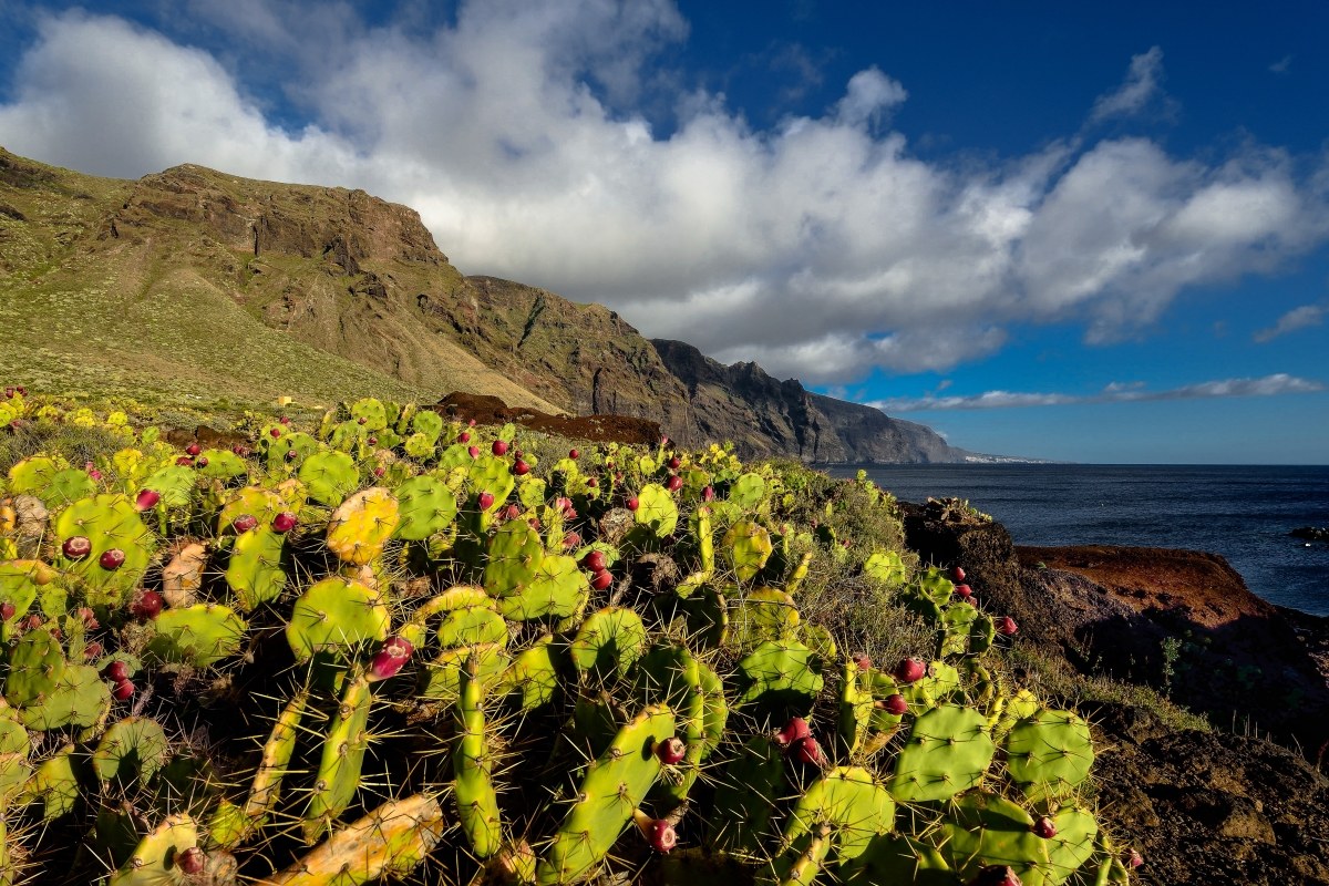 Punta de Teno ...............