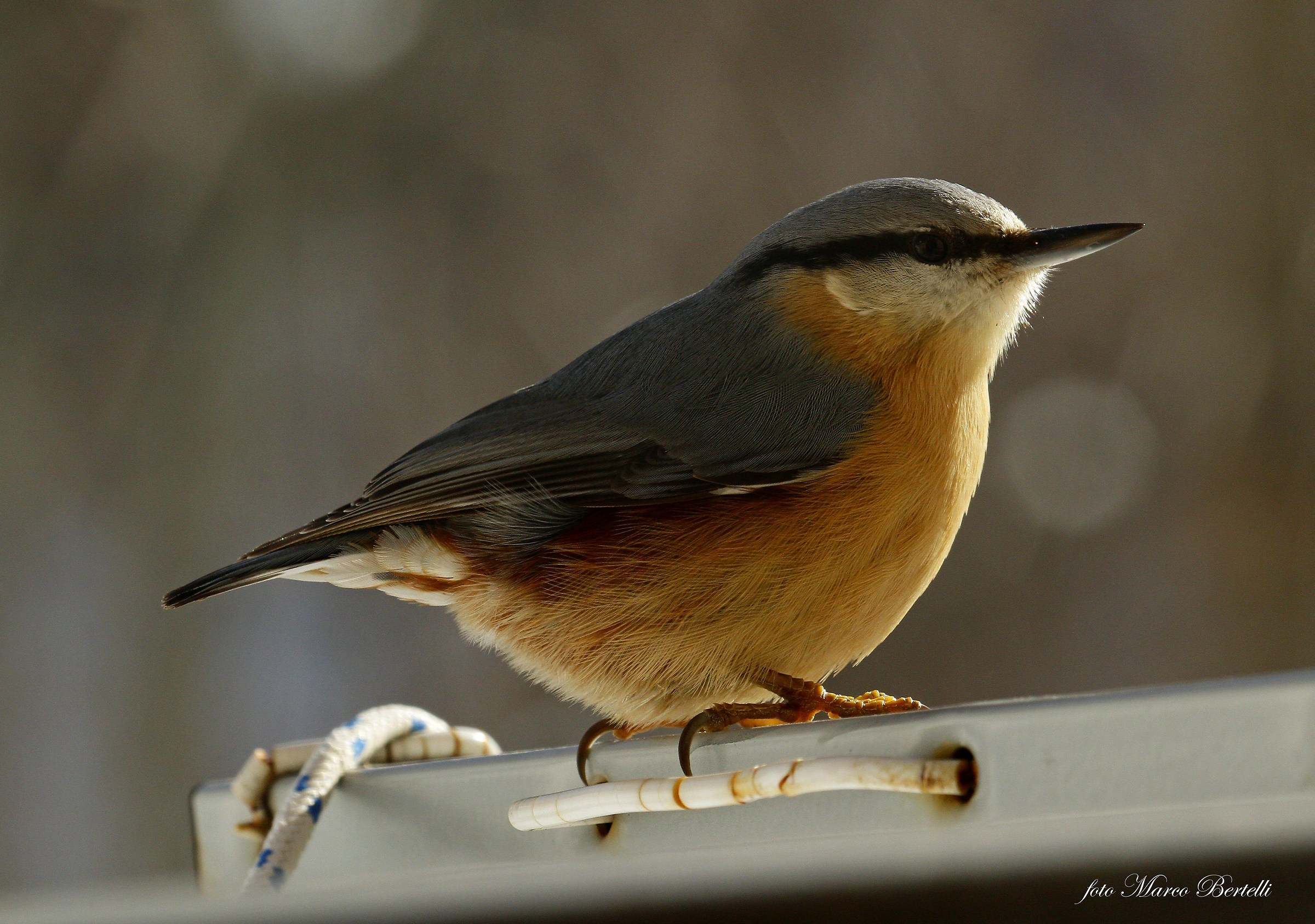 my first nuthatch