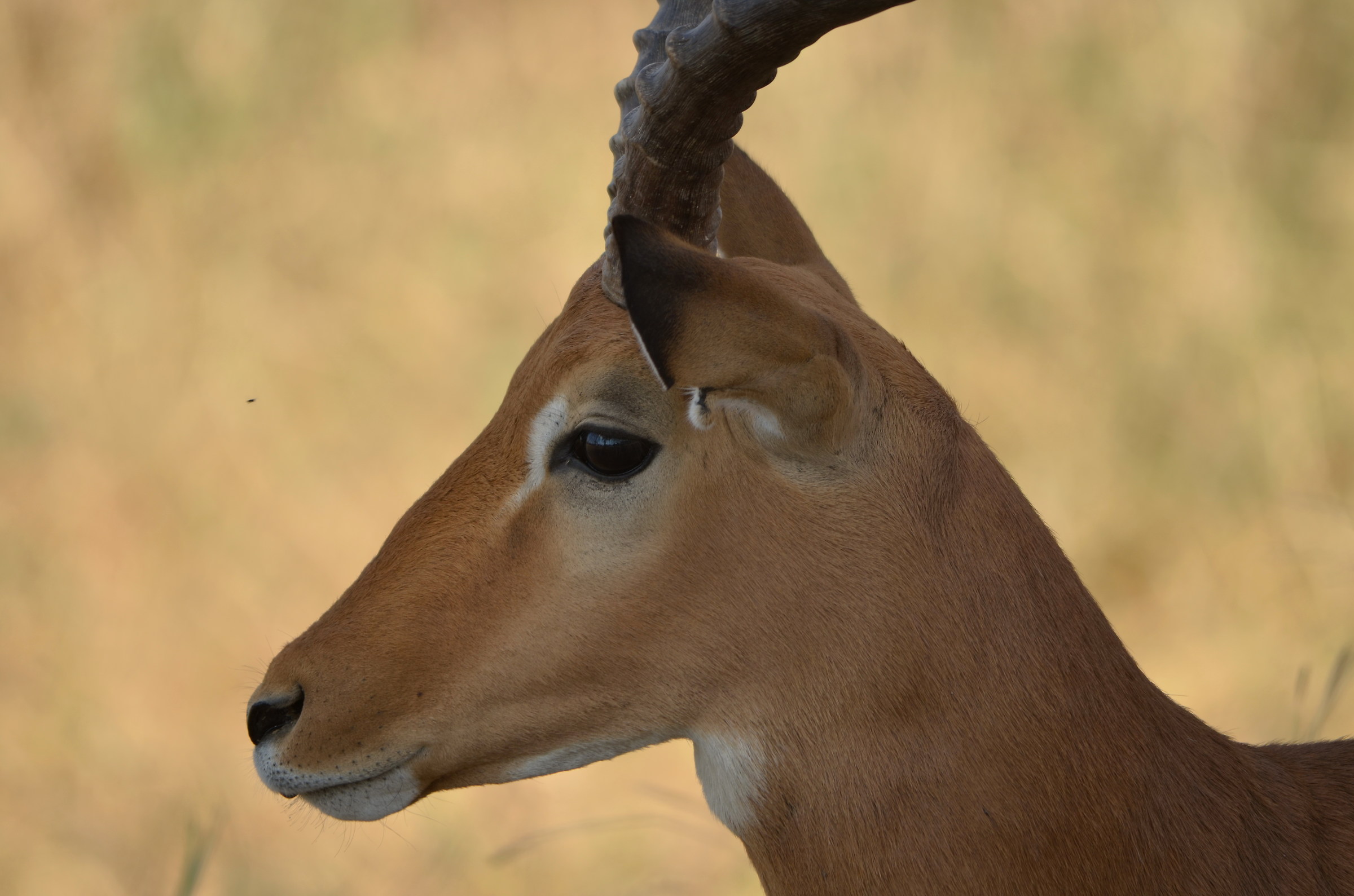 male Impala