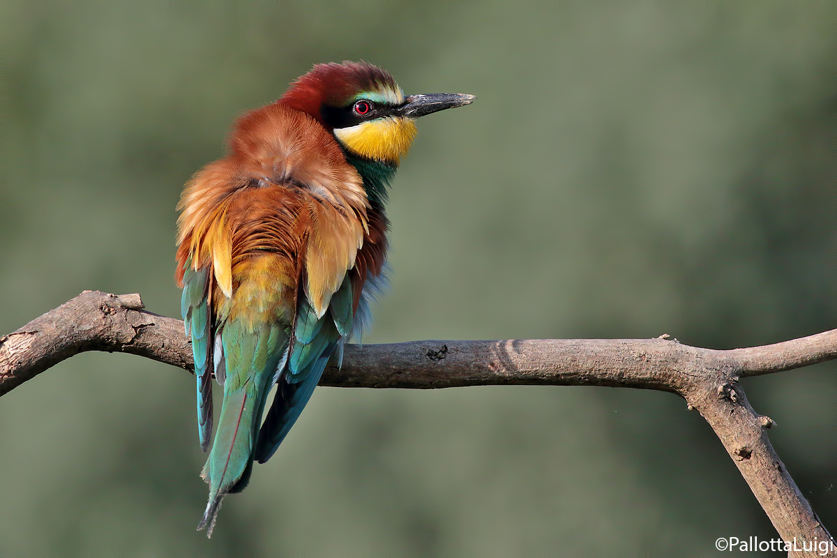 Gruccione (Merops apiaster)