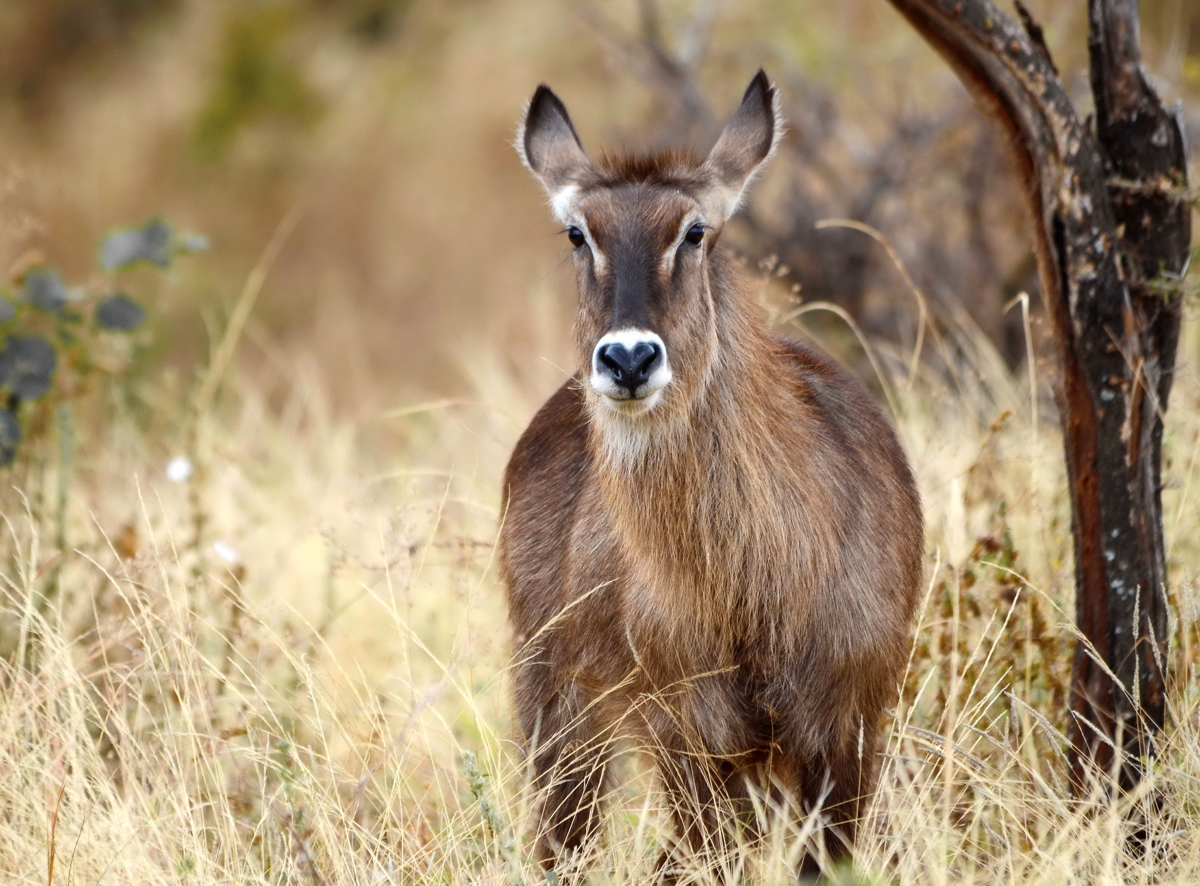 Waterbok (waterbuck)