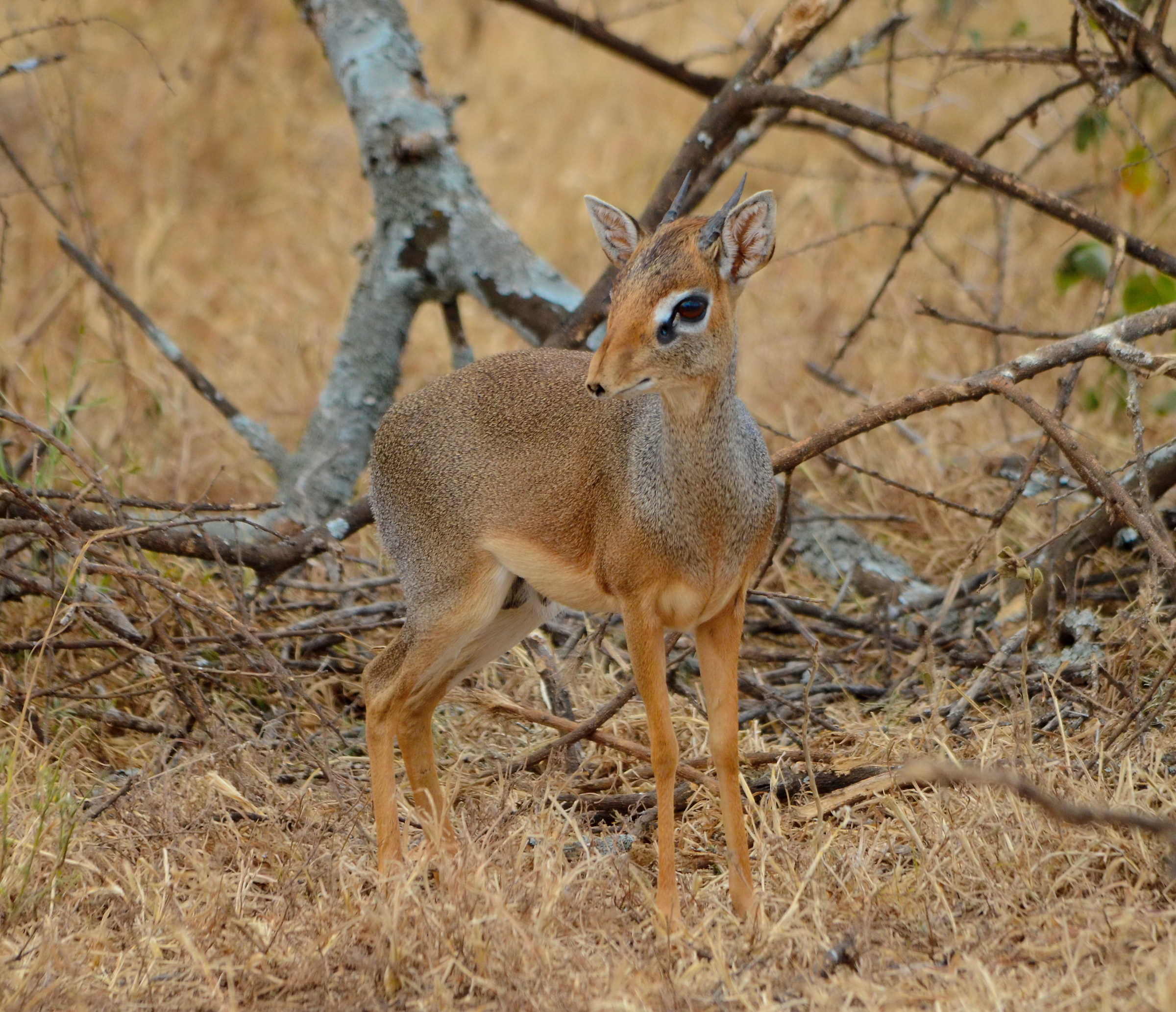 Dik-dik Gunther
