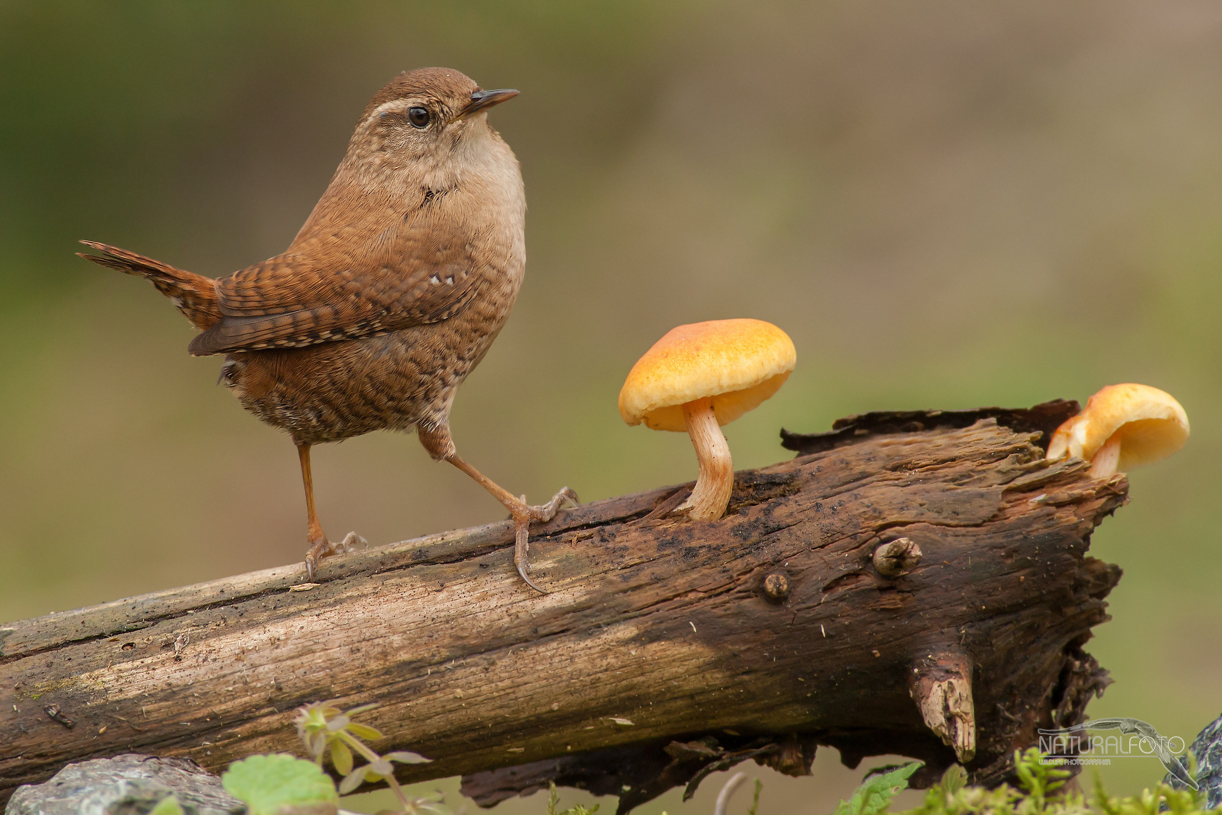 Scricciolo con funghi (piatto tipico)